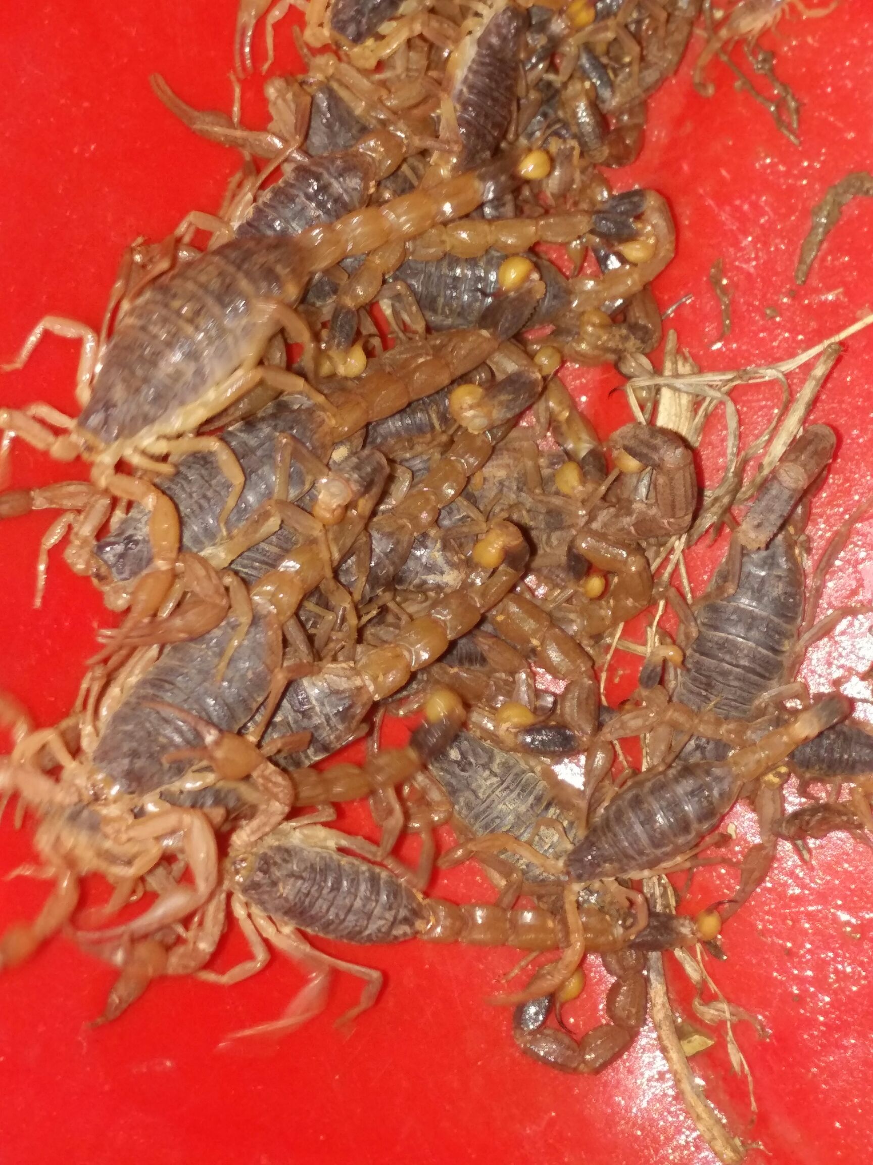 沂蒙十足全蝎 野生超大蝎