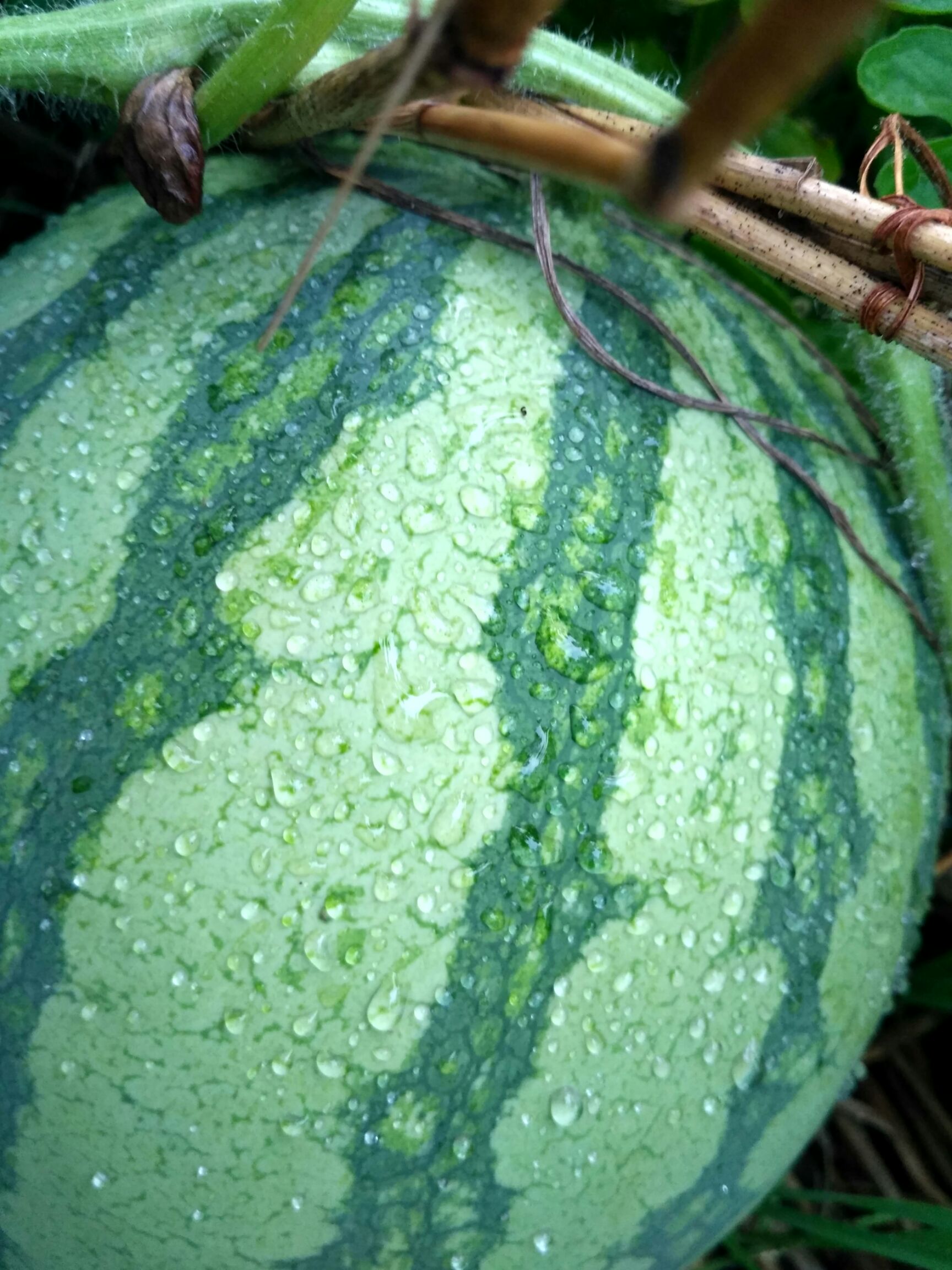 花皮无籽西瓜花皮无籽金花三号花皮有籽金成五号黑皮无籽