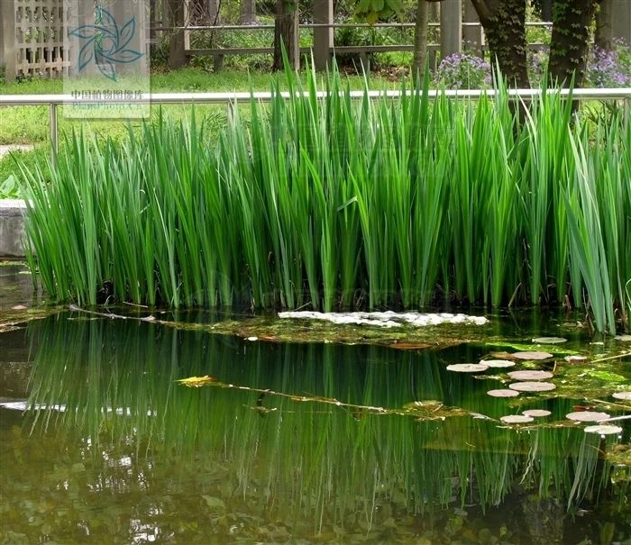 小香蒲 水生花卉植物 香蒲苗 香蒲草 水烛 菖蒲苗 水池绿化造景 水