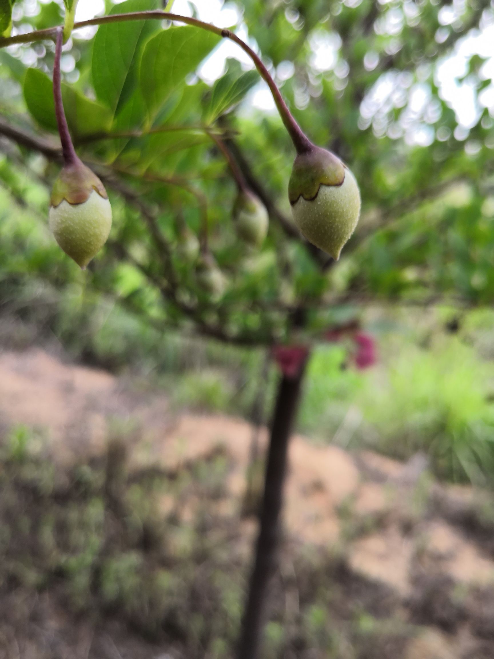 白色茉莉 玉玲花种子,小苗,大树