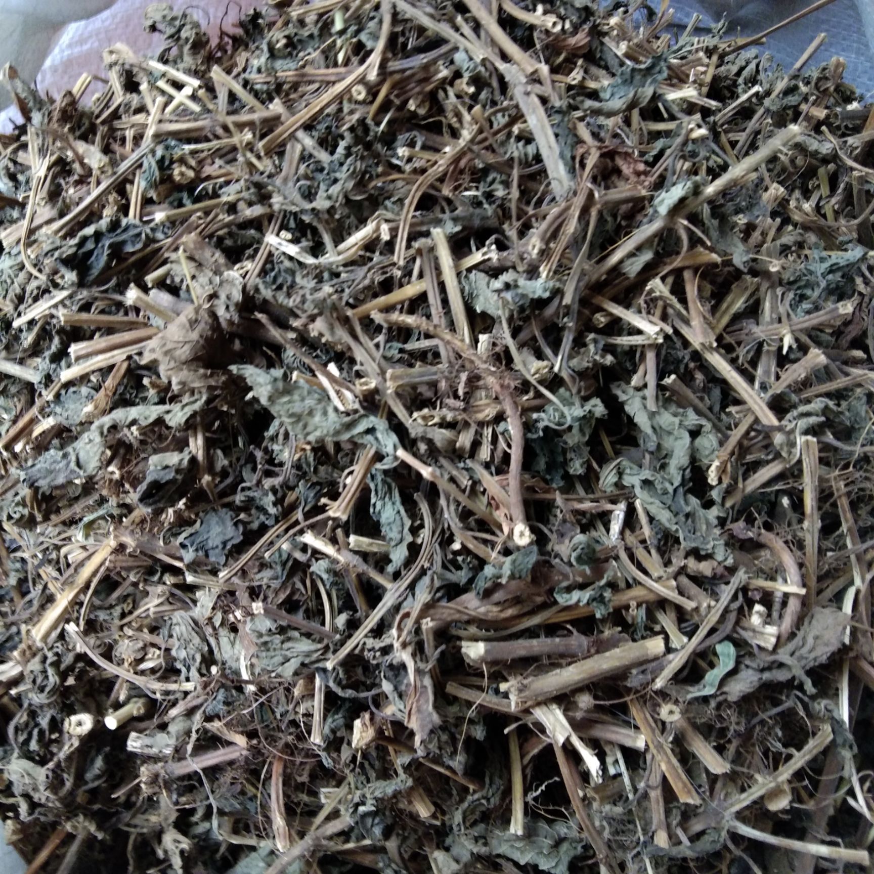 野生溪黄草溪沟溪黄草山羊面溪黄草血风溪黄草