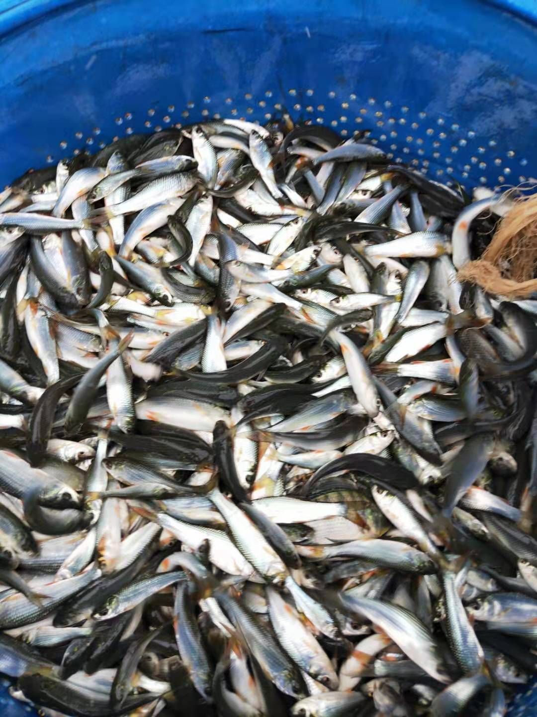 鲮鱼苗 麦鲮鱼(批发出售100尾--5000尾一斤的麦鲮鱼,银叼)