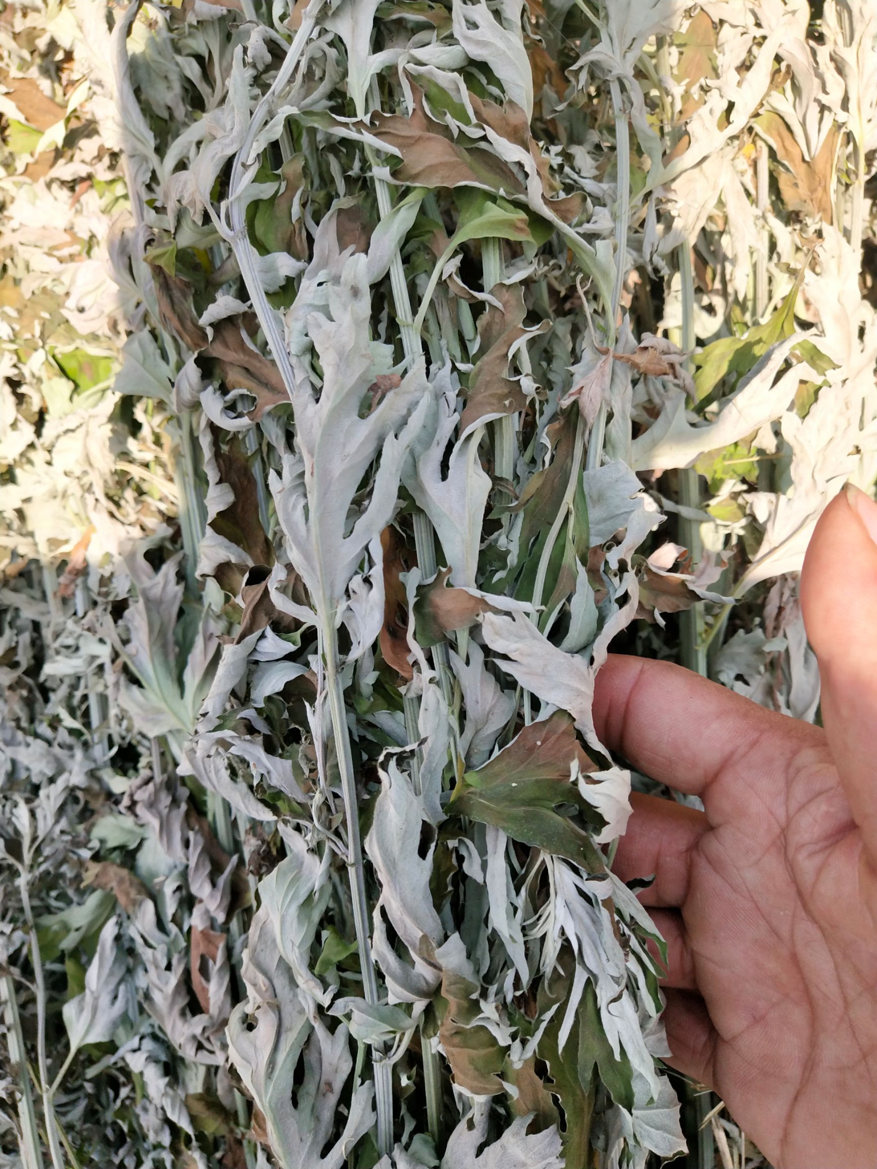 艾蒿 正宗(九头)艾苗:大叶艾,包成活,保底回收,全国包邮