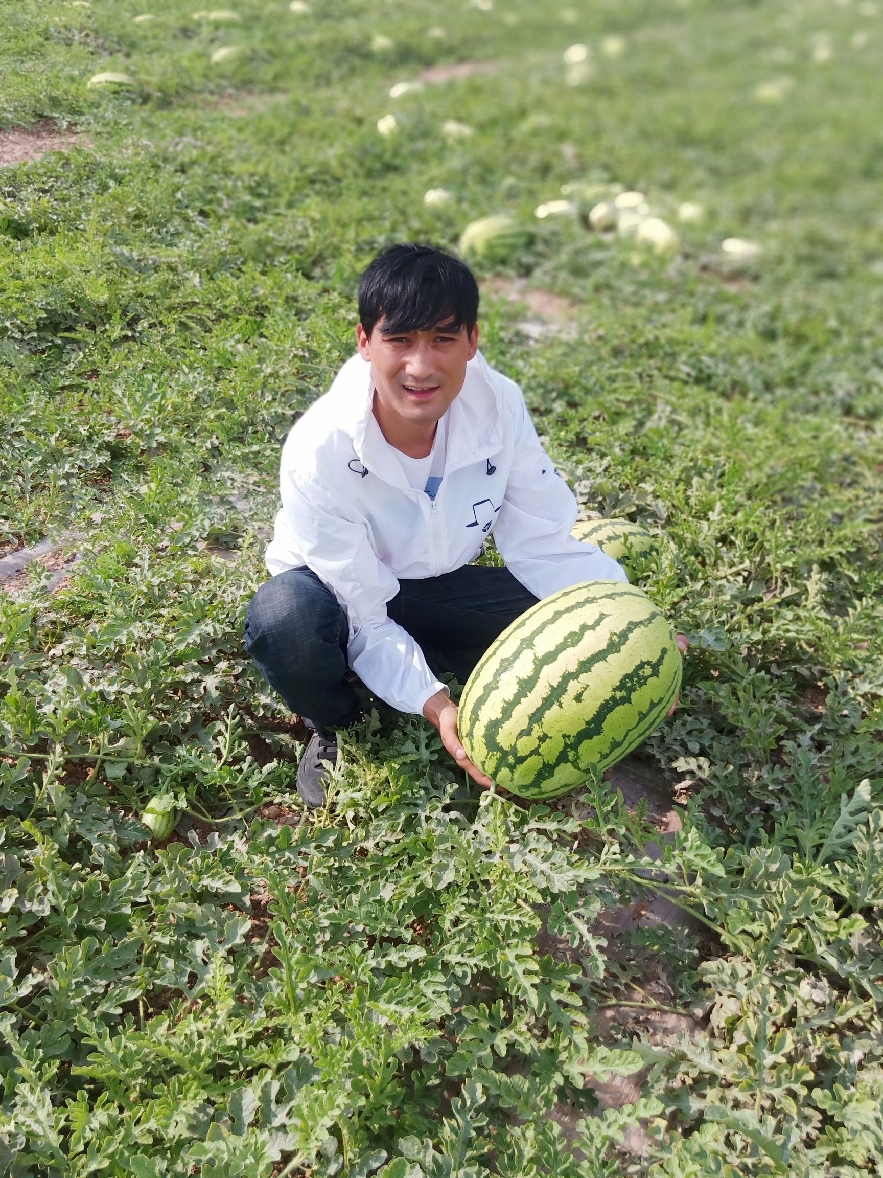 宁夏西瓜 宁夏硒砂瓜