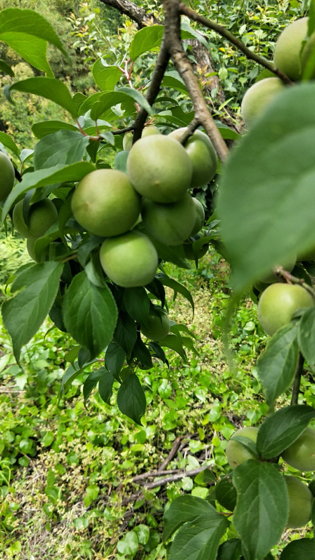 青梅树苗 小苗