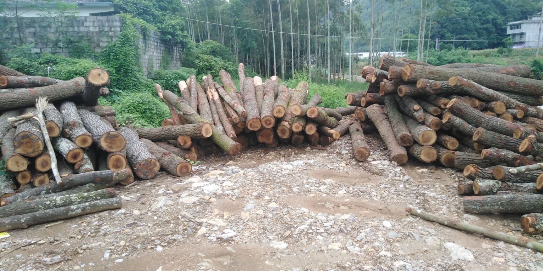 广西河池都安瑶族自治县干杂木 大量厚皮荷木供应有需要的老板请联系