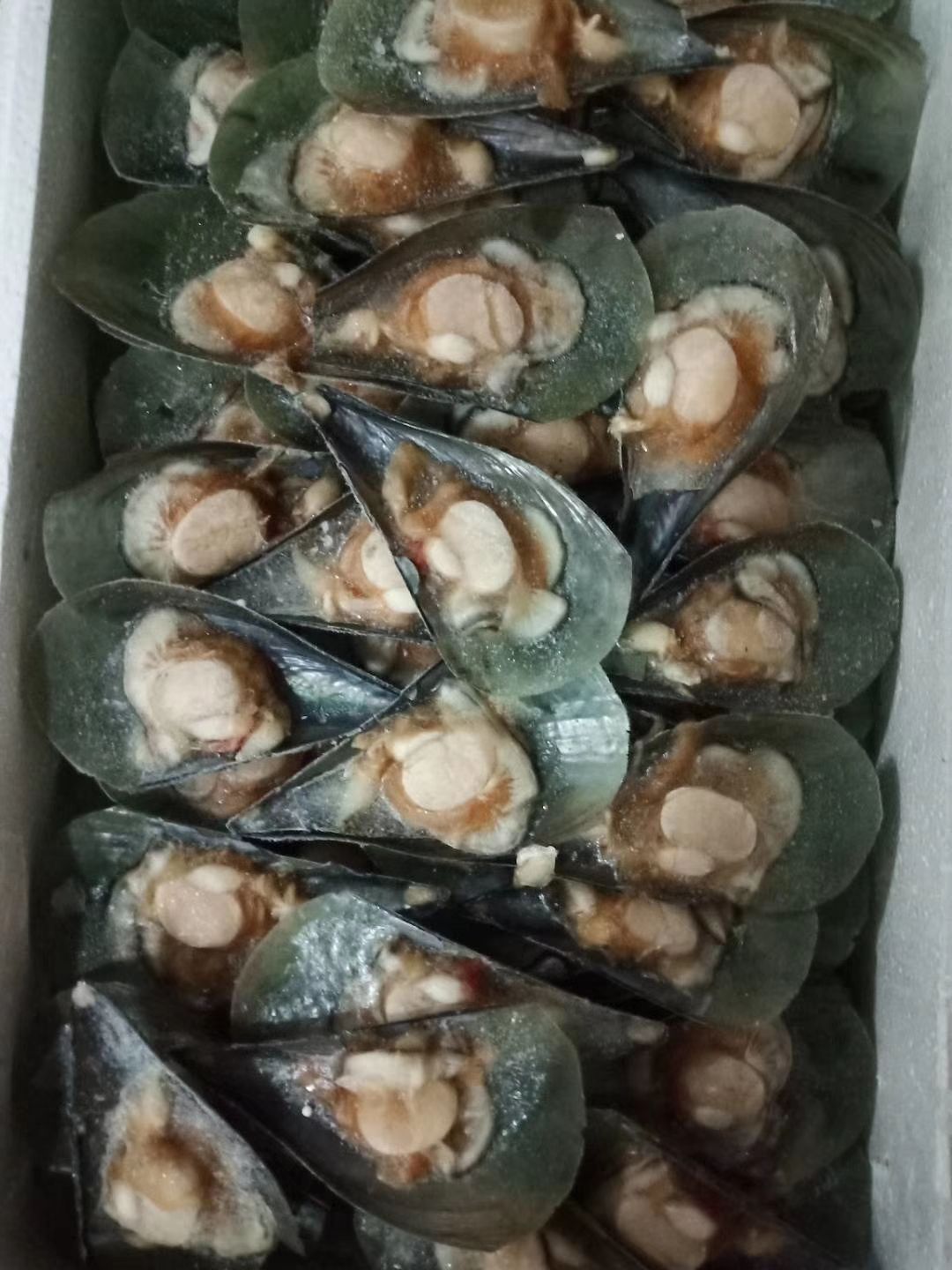 带子 江瑶贝,半壳,一箱15斤
