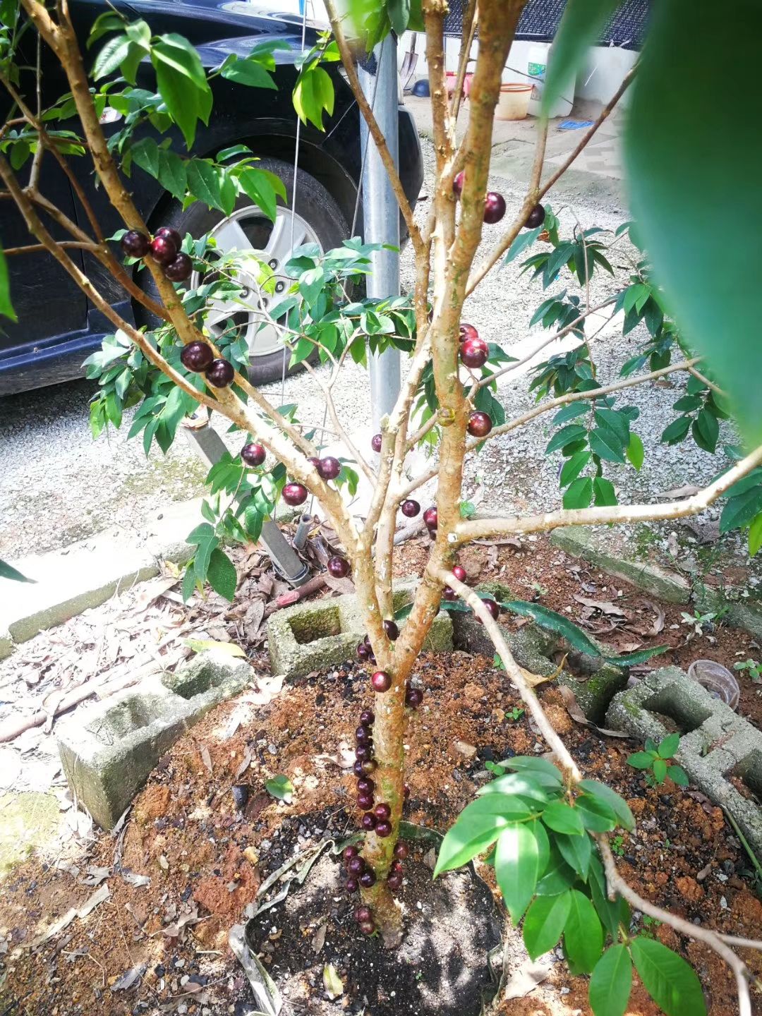 新品台湾四季早生红妃嘉宝果树葡萄南北方当年开花结果盆栽树苗