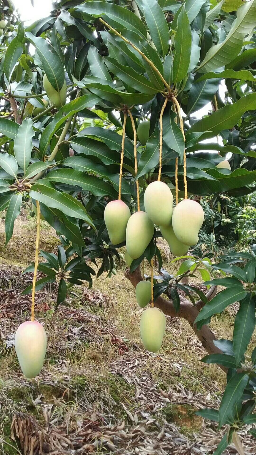 广西田东芒果小台农芒果甜香多汁