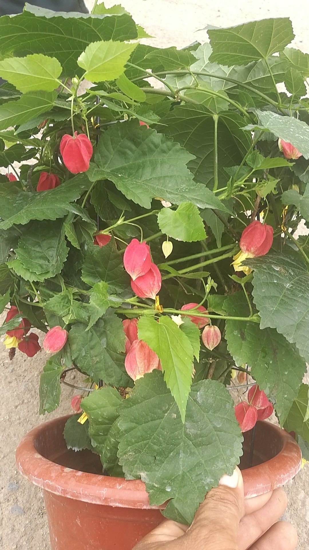 灯笼花