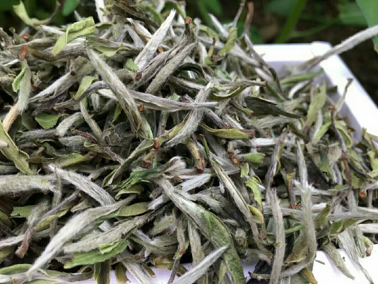 白牡丹茶 荒野牡丹王