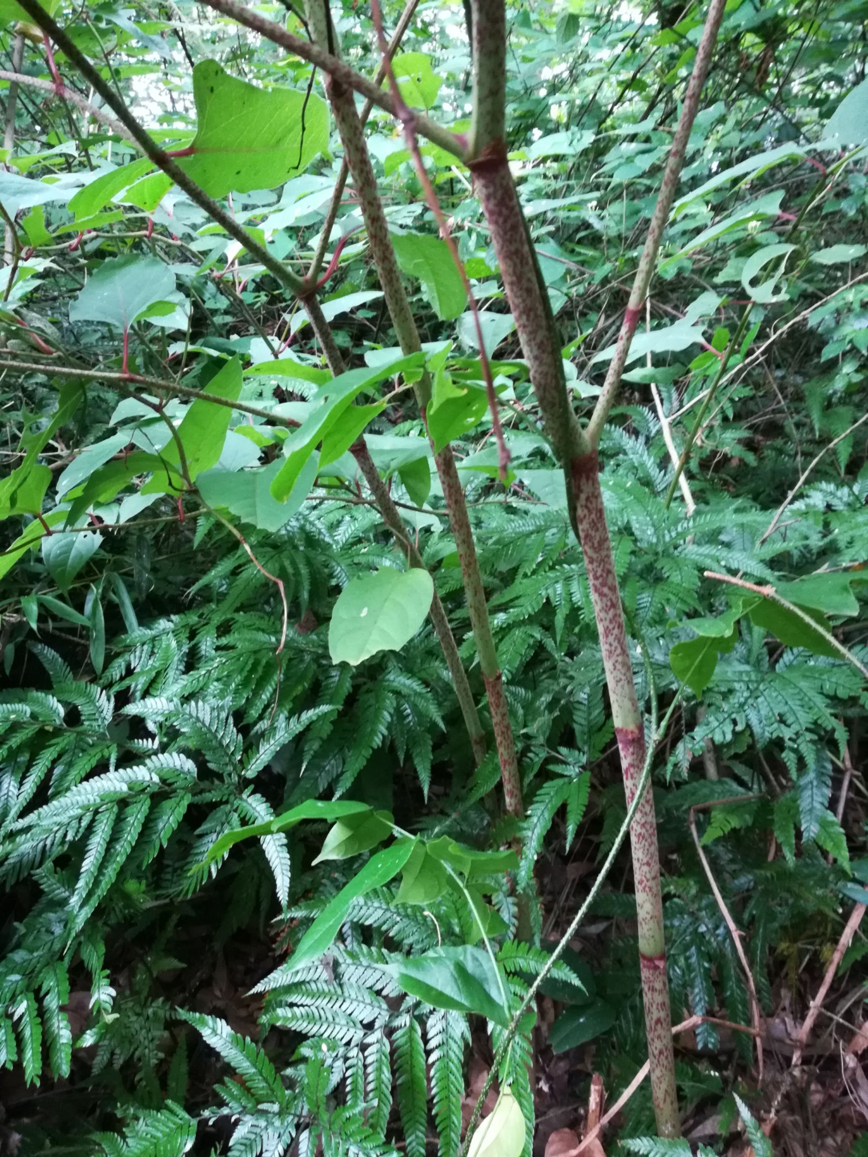 大量供应新鲜野生虎杖