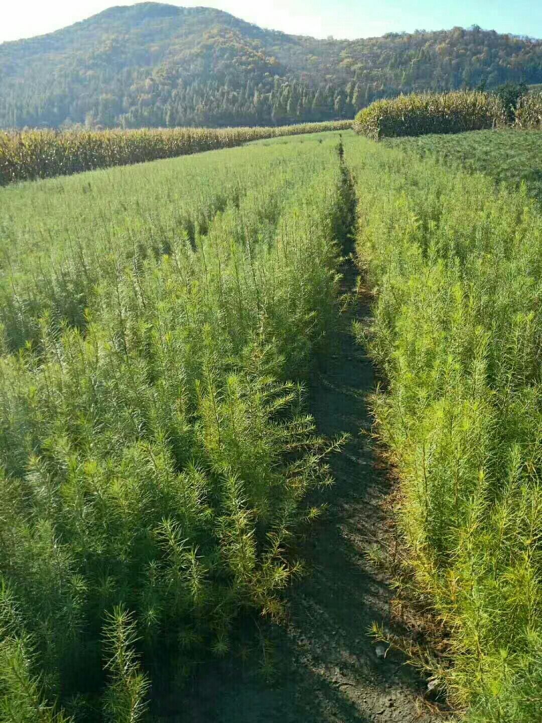 吉林通化柳河县樟子松 落叶松杯苗