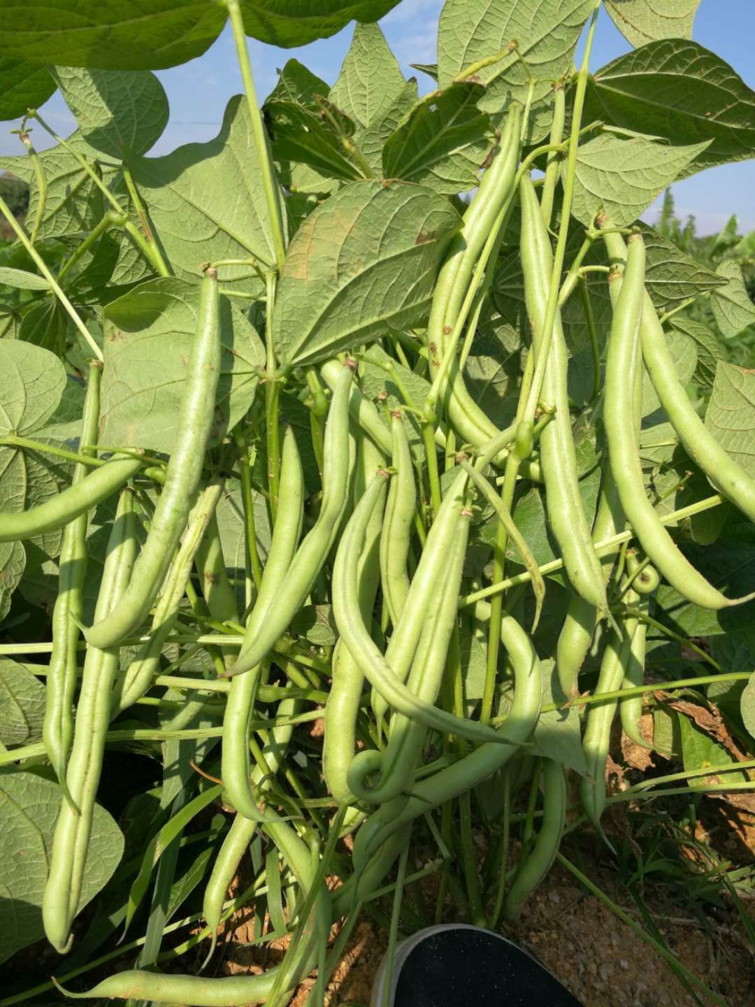 河南商丘夏邑县 【精】地豆种子,芸豆种子500g