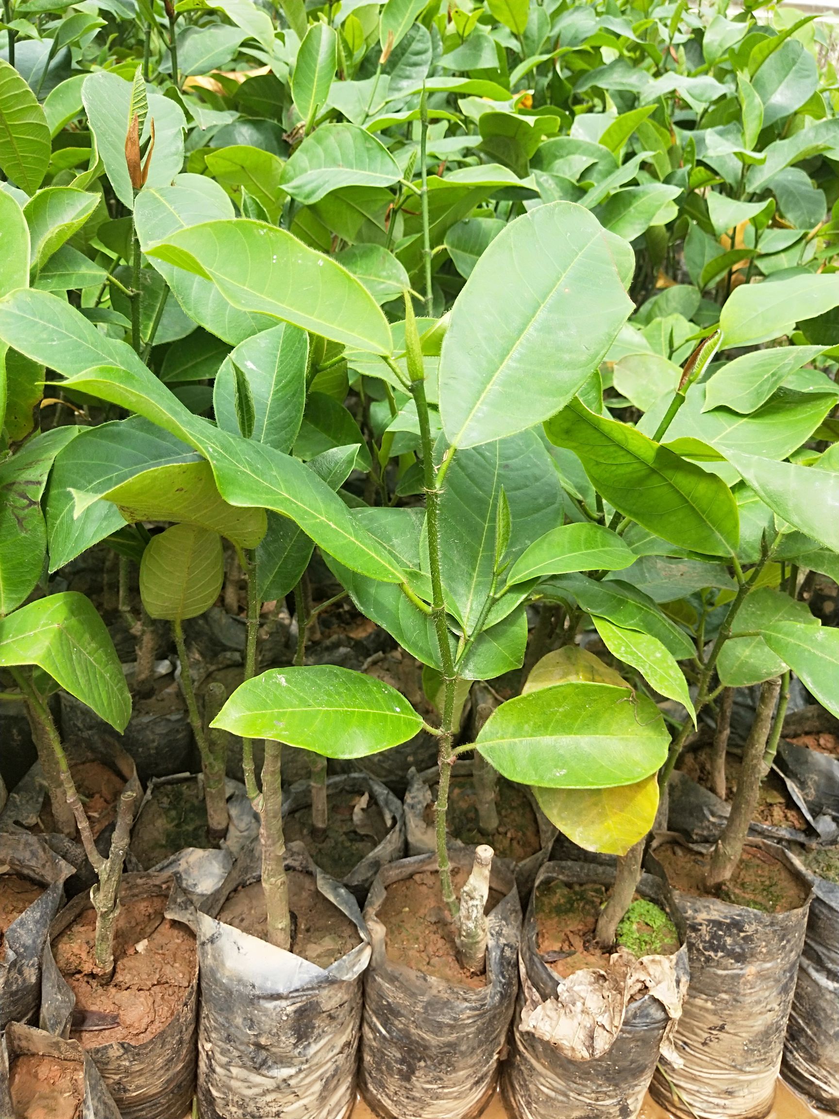 榴莲蜜树苗 新品种海南嫁接苗品种优良品质保证南北方可种植包邮