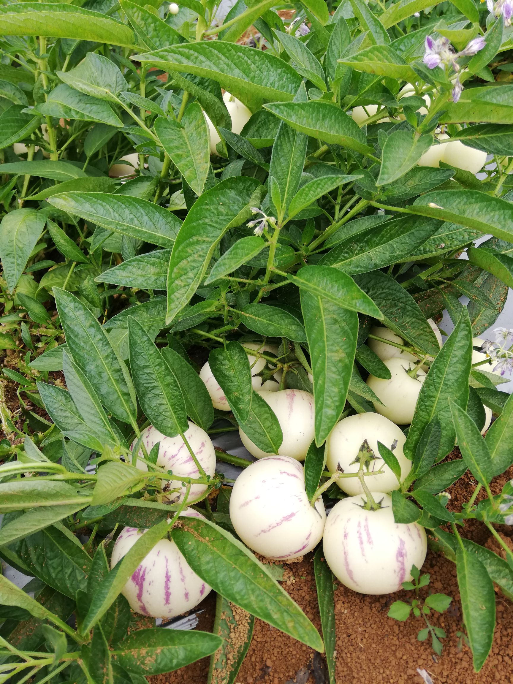 人参果批发采购_人参果供应_人参果价格