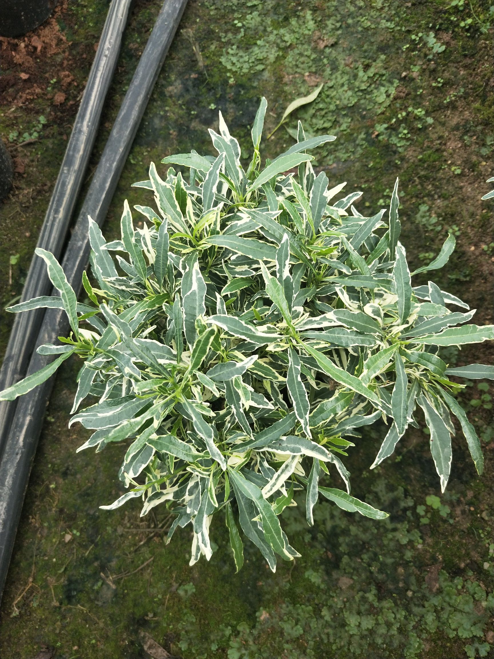 金边小叶栀子花盆栽雀舌花叶栀子花栽室内带香味花卉盆栽基地直