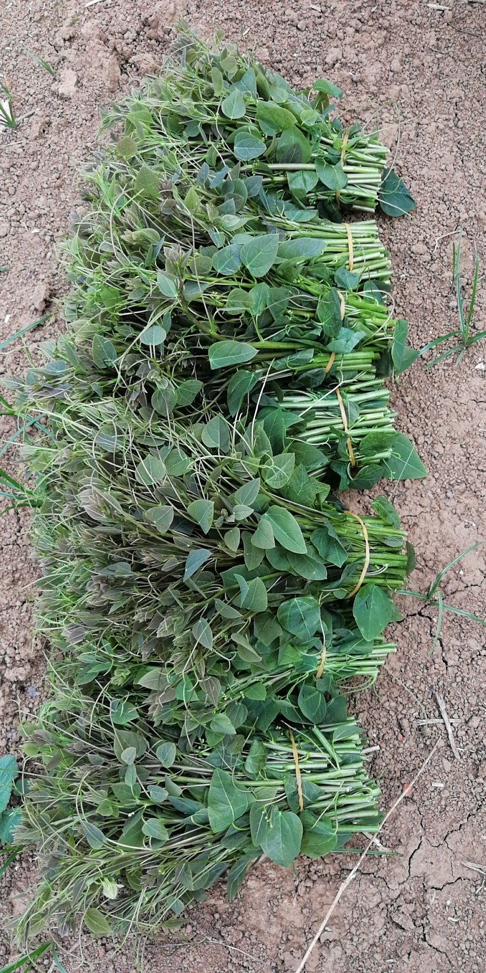 大新县 广西崇左大新县恩城乡赤苍藤姑娘菜龙须菜香藤