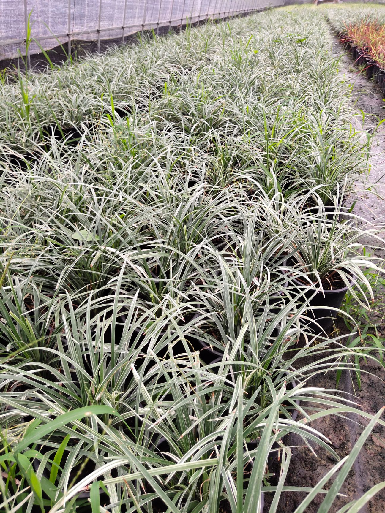 银边麦冬