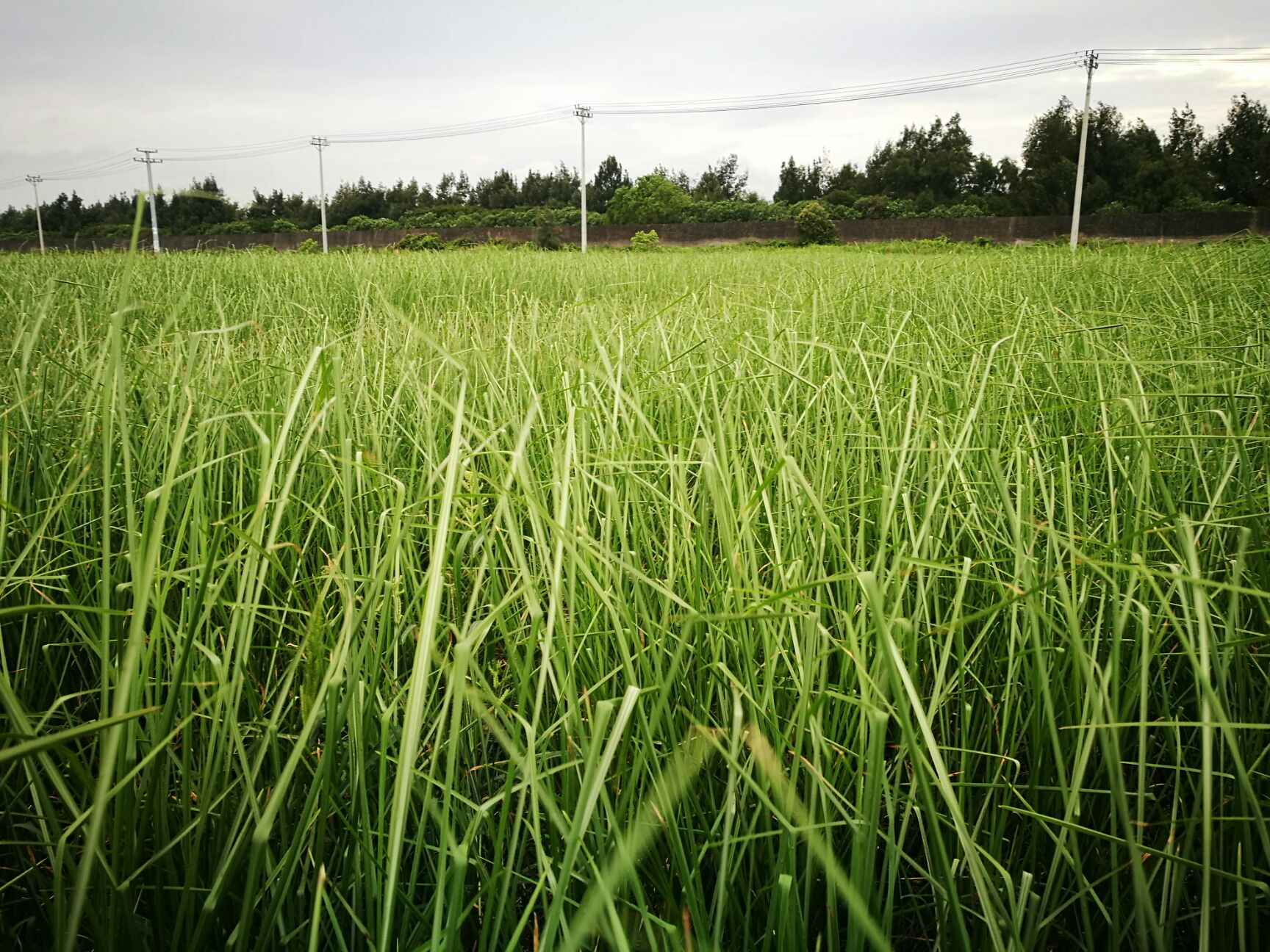 香根草 成年地苗 绿化精油原料