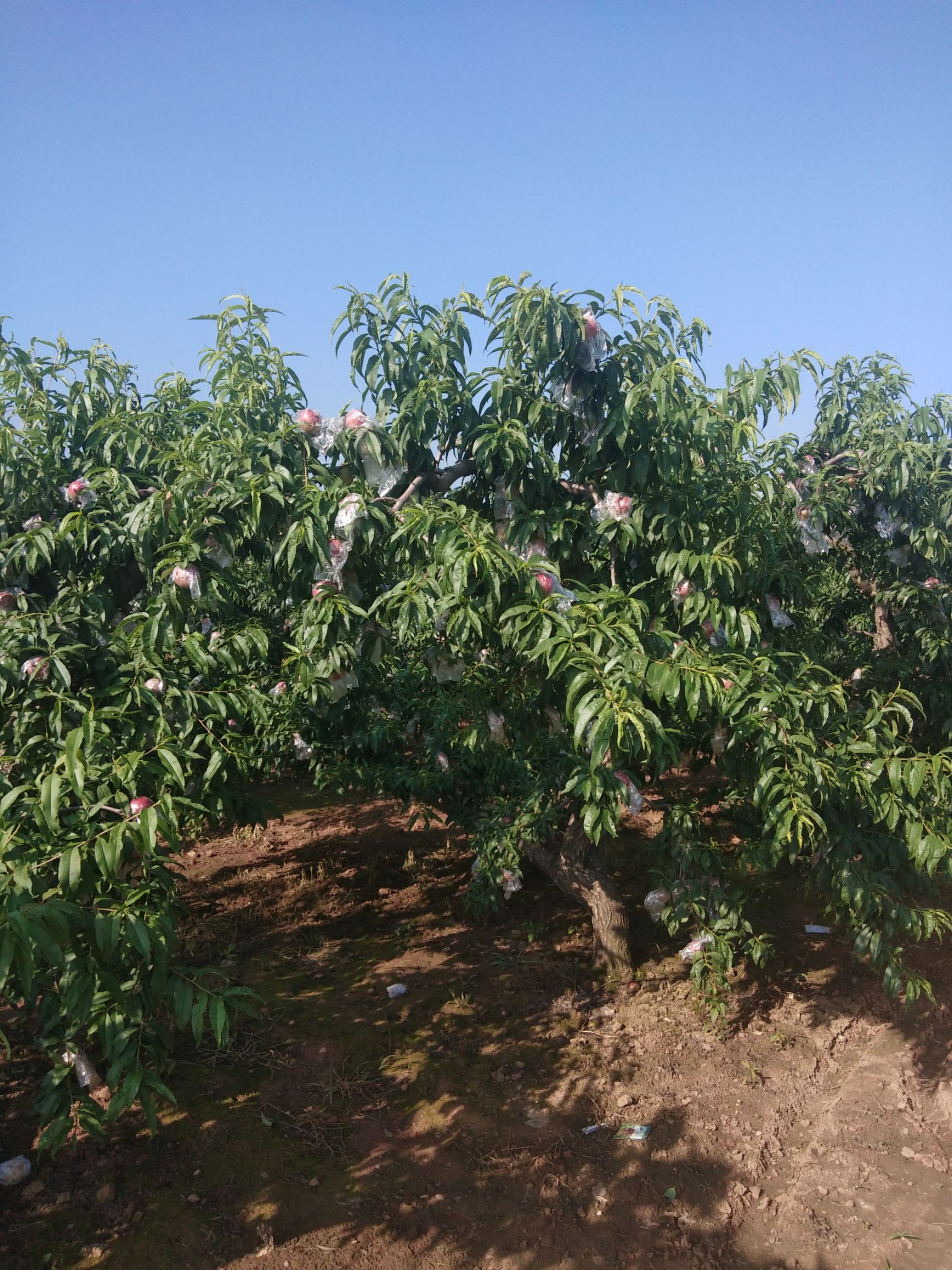 千亩油桃产地,杠九,杠六,迎秋