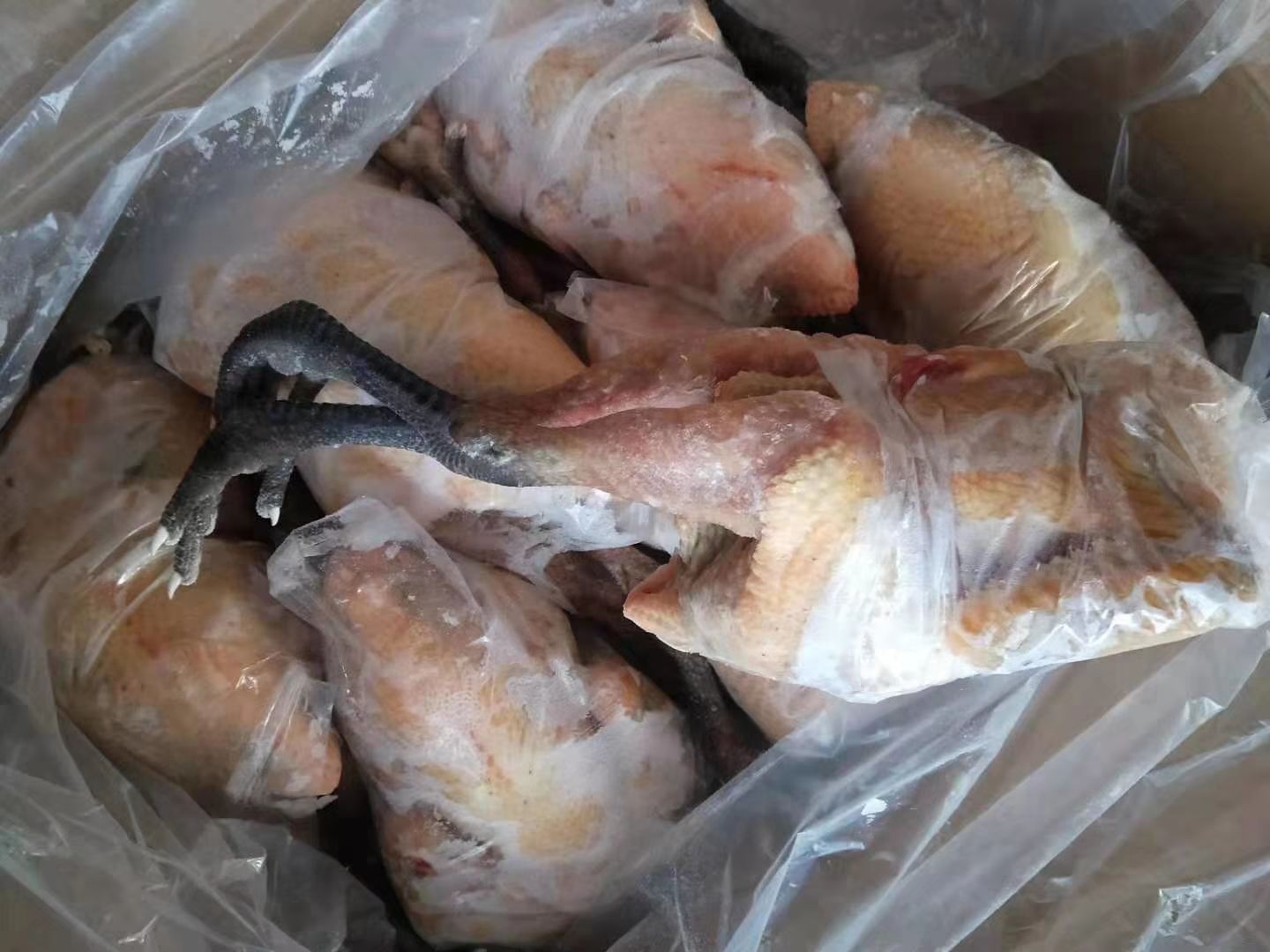 青脚麻鸡,散养大公鸡,七块多一斤