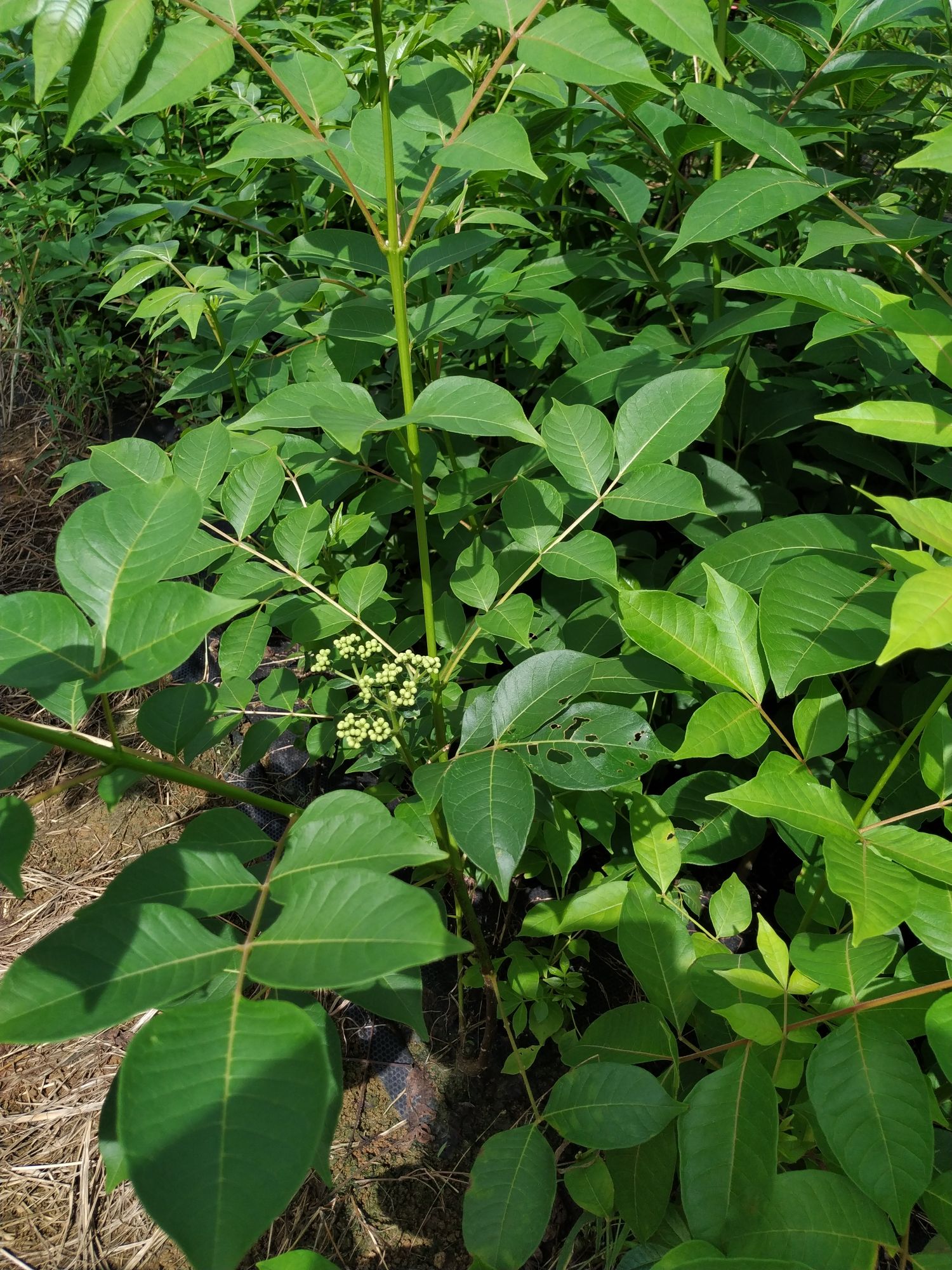 商品详情 正宗江西中花吴茱萸(茶辢)苗,当年可开花 可以提供:基地