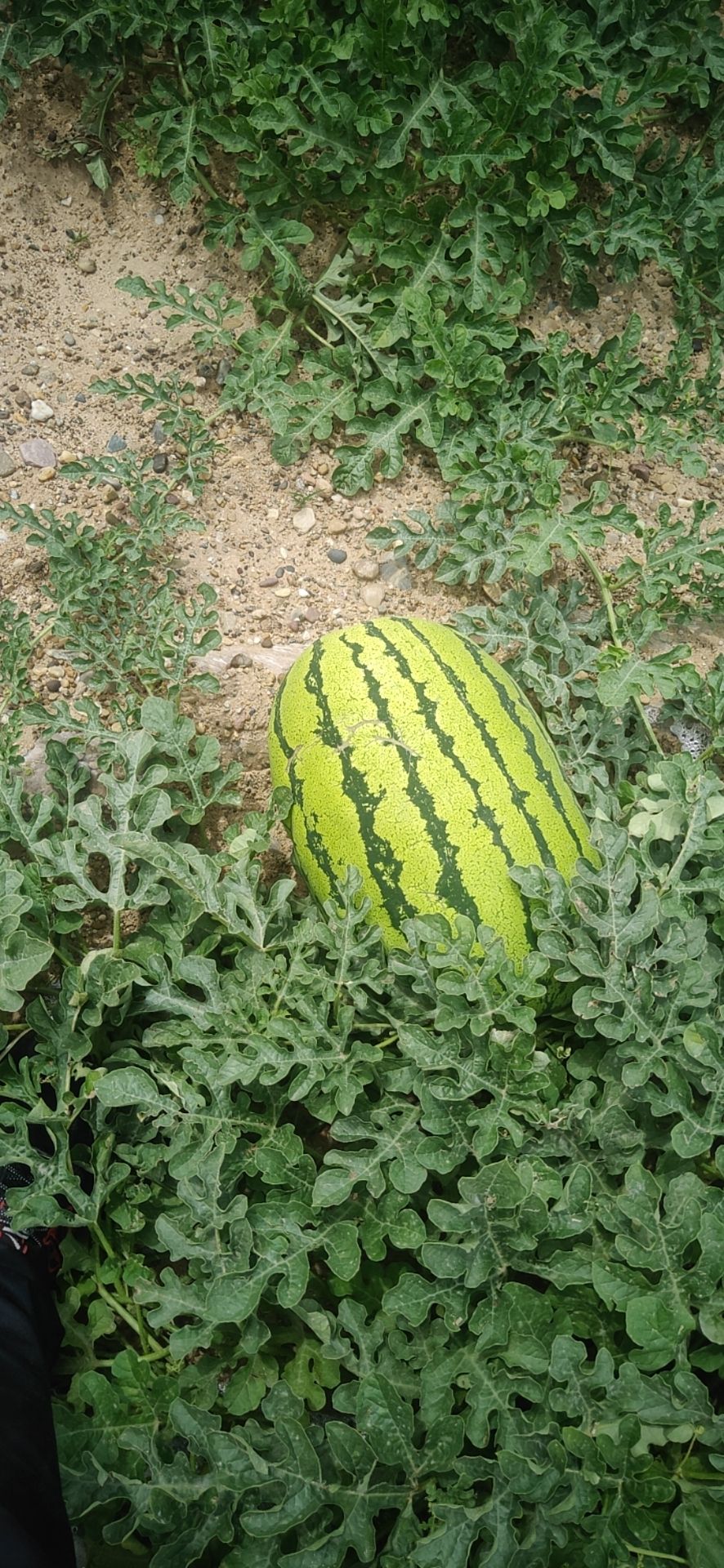 压砂西瓜 正宗中卫香山硒砂瓜,500亩种植规模,欢迎来品尝,洽谈合作.