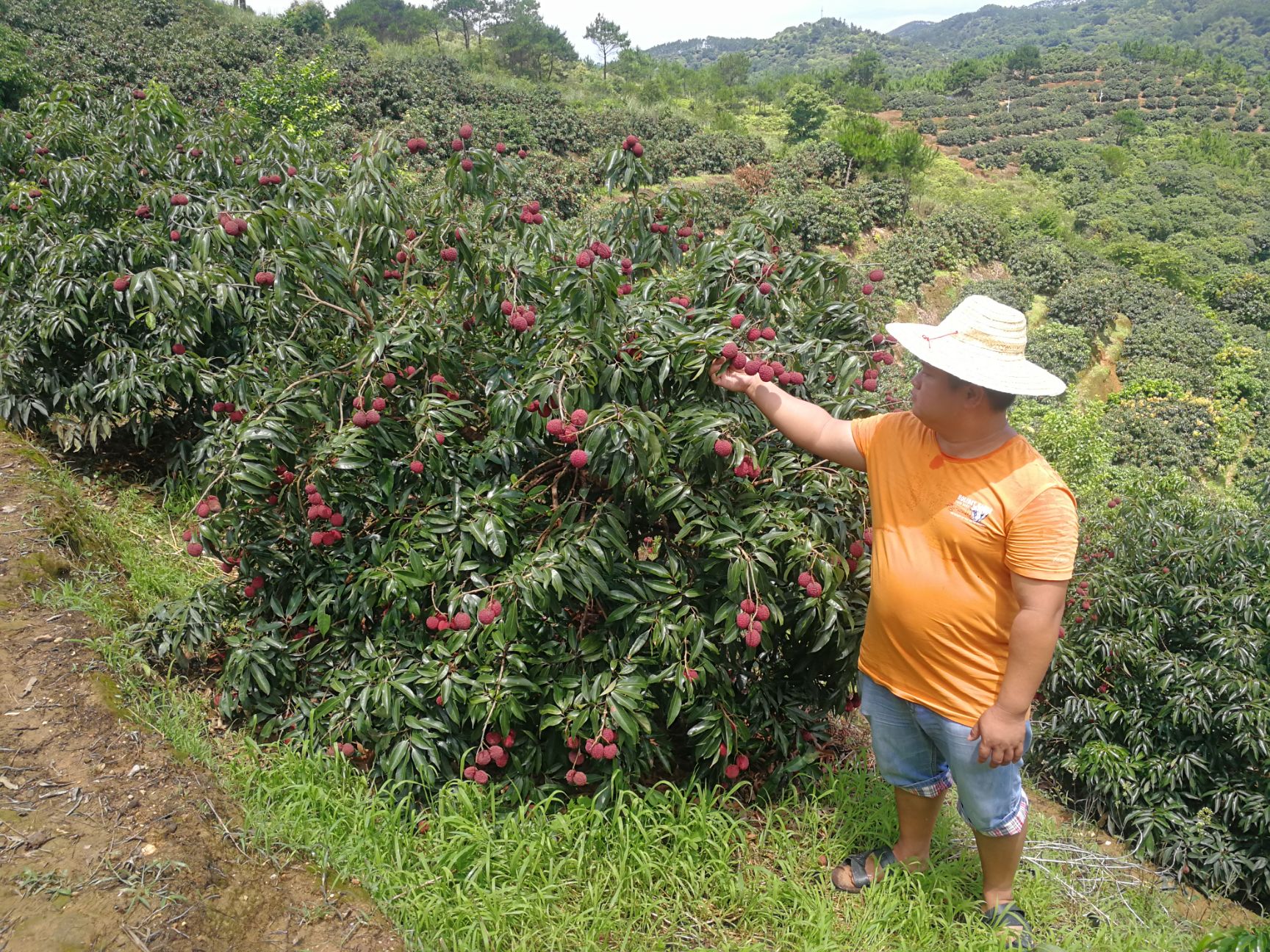 无核荔枝苗海南无核荔枝嫁接苗荔枝苗灵山荔枝供应