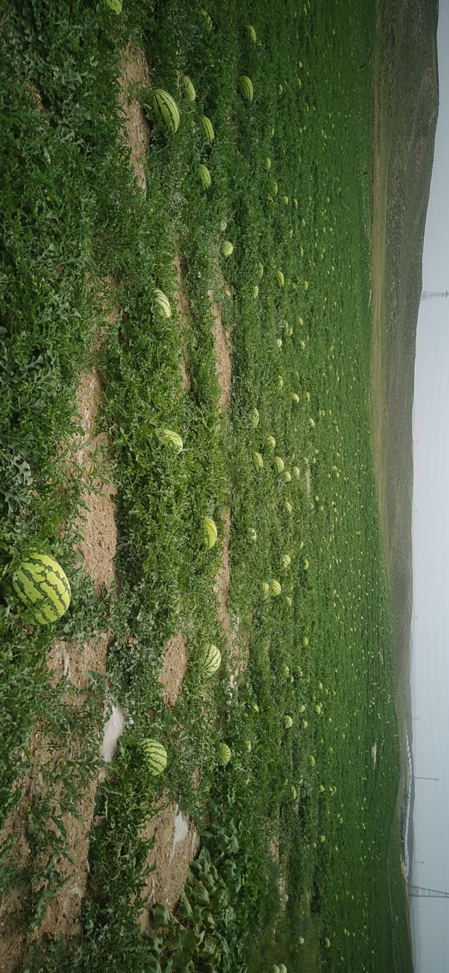 压砂西瓜 正宗中卫香山硒砂瓜,500亩种植规模,欢迎来品尝,洽谈合作.