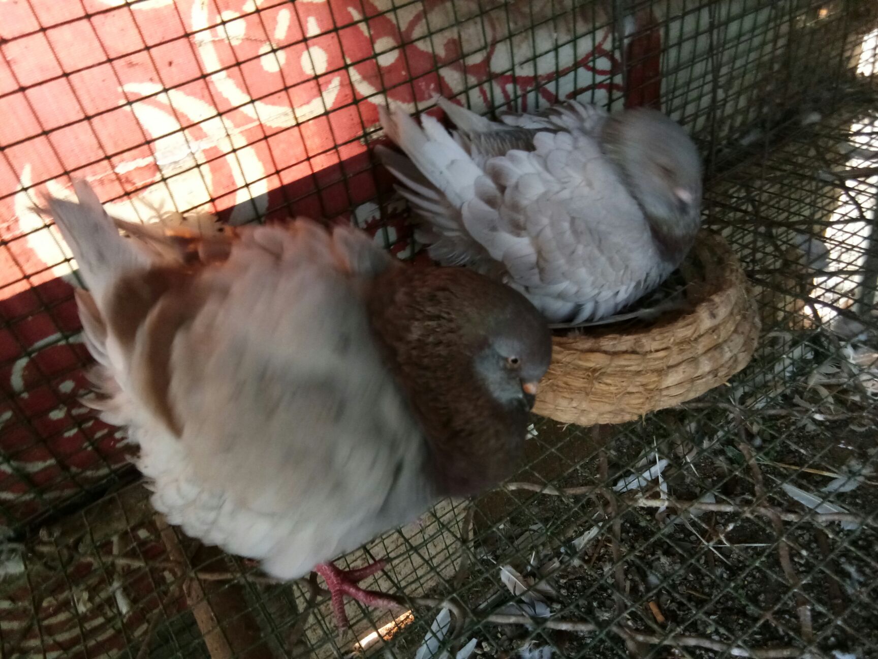 元宝鸽 国系元宝红二线种鸽一对