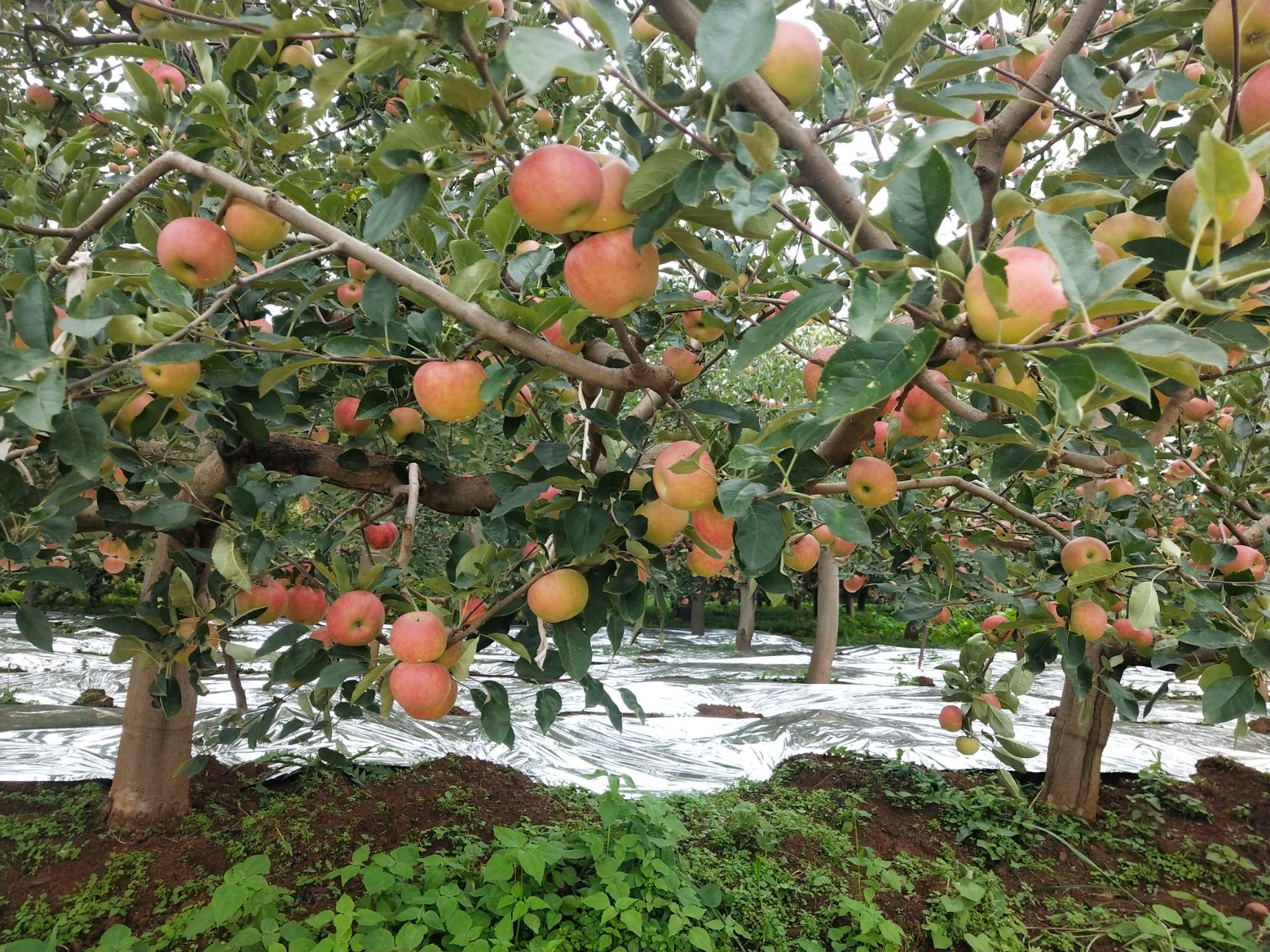 正宗昭通早苹果,神砂苹果,大量供应,需要的老板赶紧联系