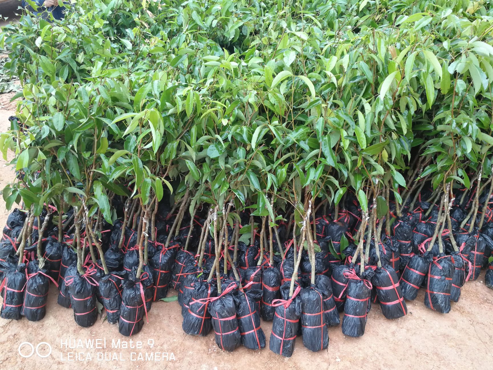 无核荔枝苗海南无核荔枝嫁接苗荔枝苗灵山荔枝供应