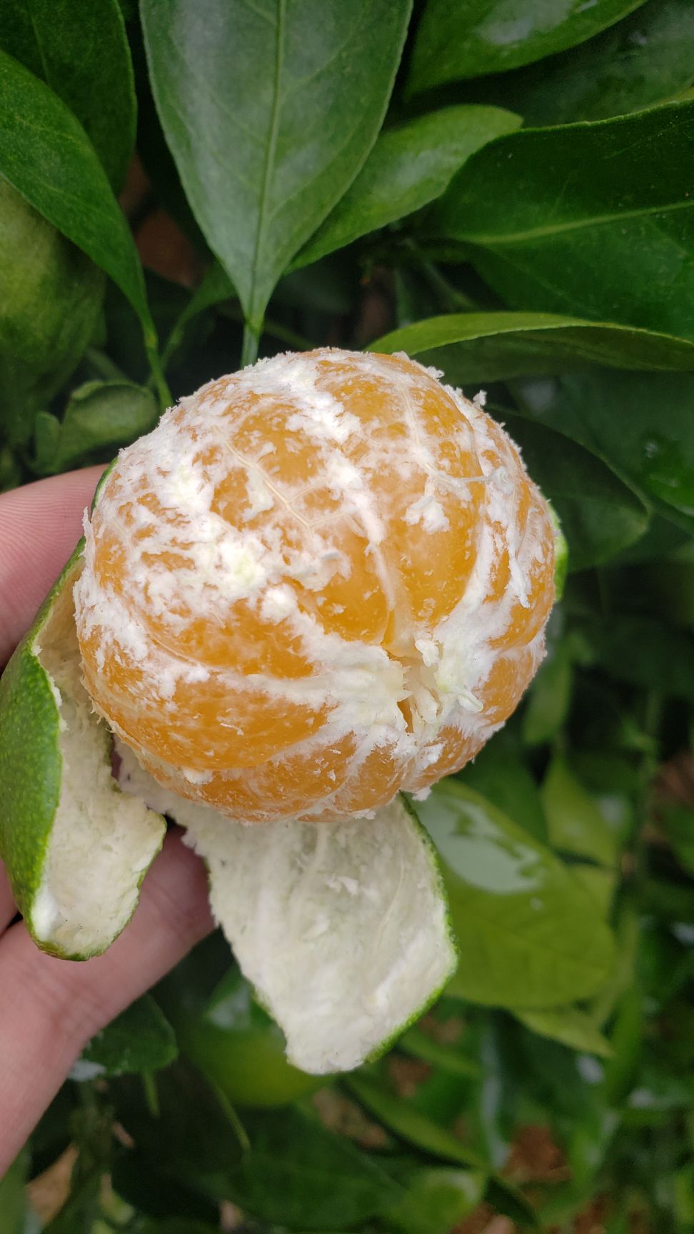 温州蜜柑 广西温州柑青皮早熟柑特早柑温州蜜桔