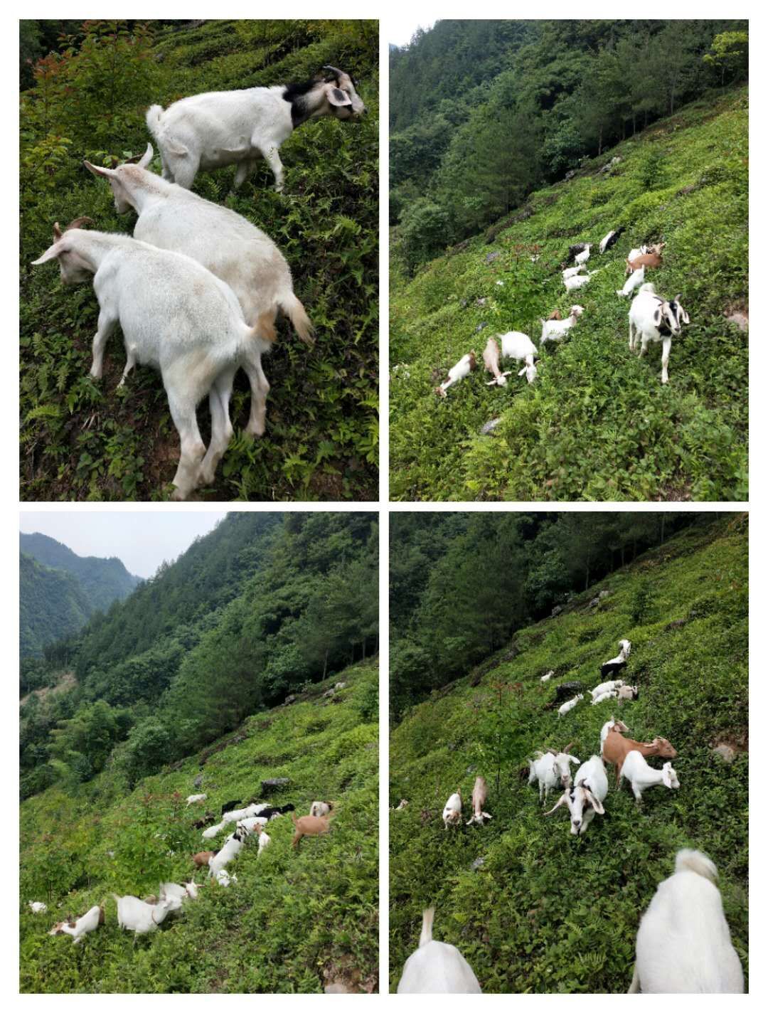 黑山羊 重庆农村山羊,肉质好,大小羊都有,出售250只