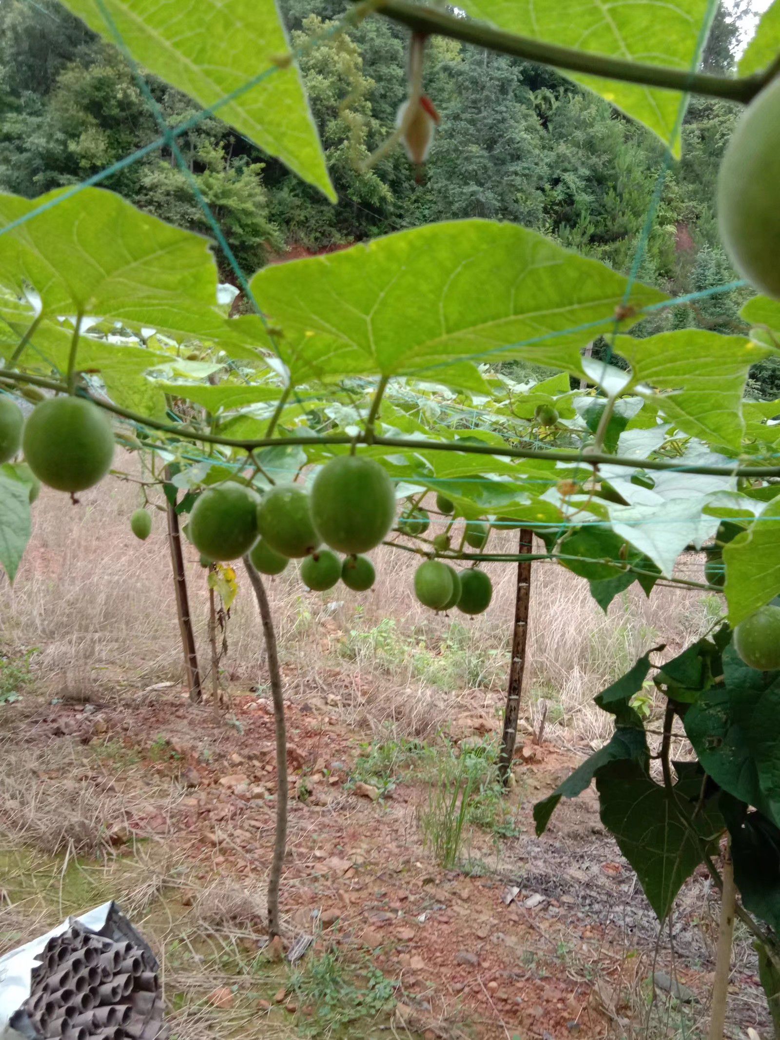 本人贵州黎平县,九月份采摘青皮圆罗汉果