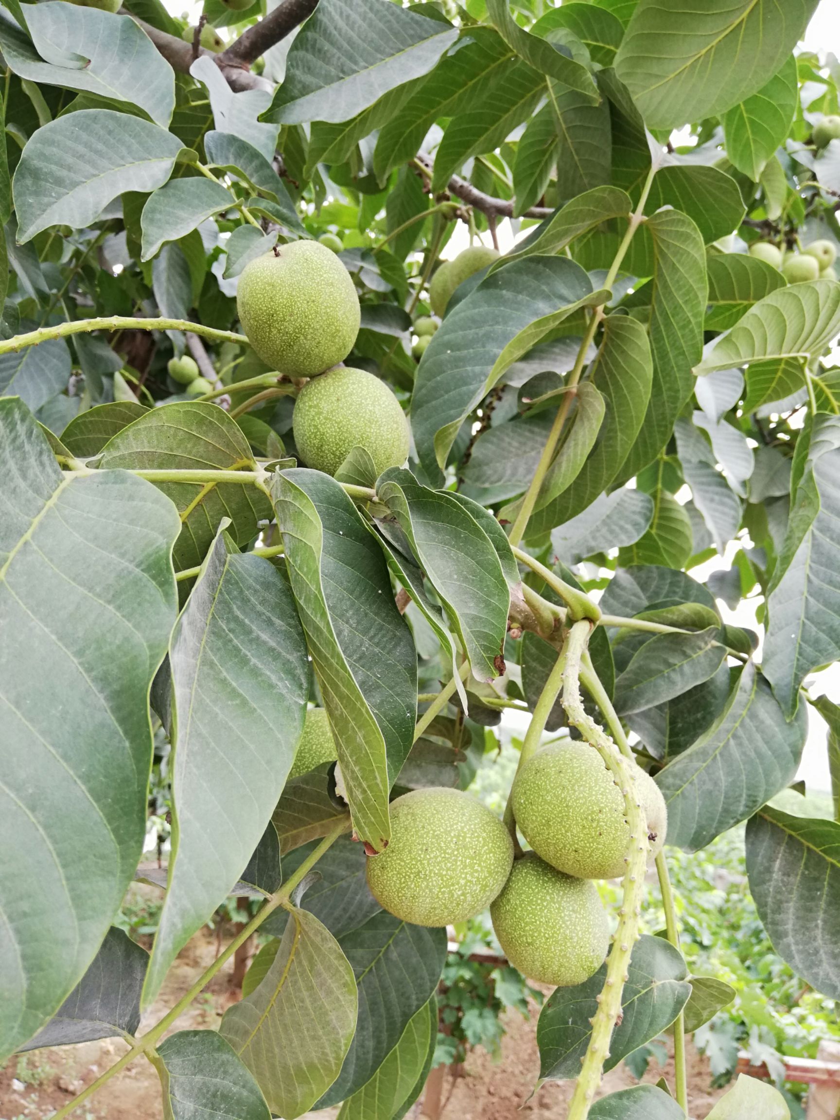 [鲜核桃批发]鲜核桃 都来帮帮农民伯伯吧价格1