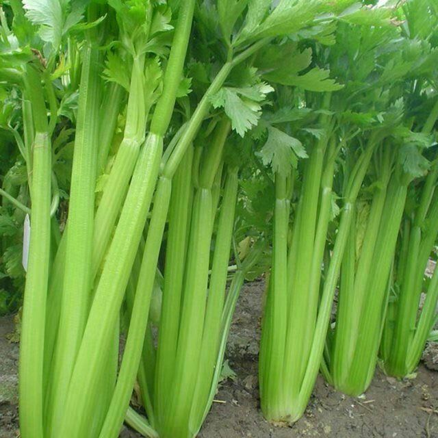 文图拉西芹种子高产夏季抗热芹菜种子易种四季蔬菜种子原装80