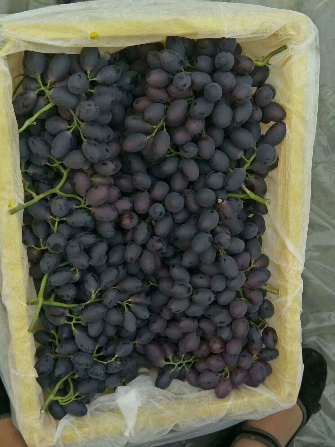 紫甜无核a17葡萄