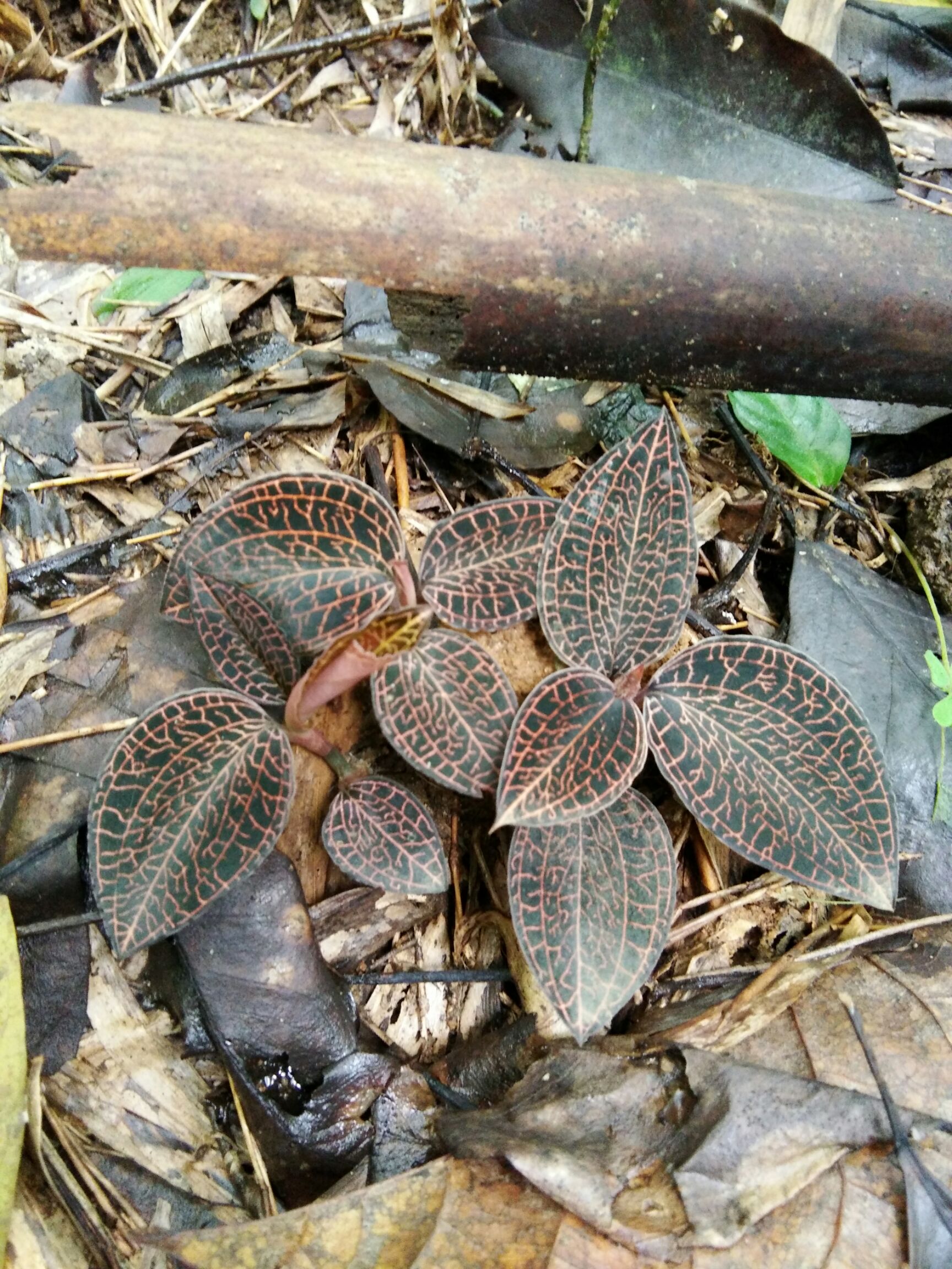 出售野生金线莲,灵芝,需要的微我