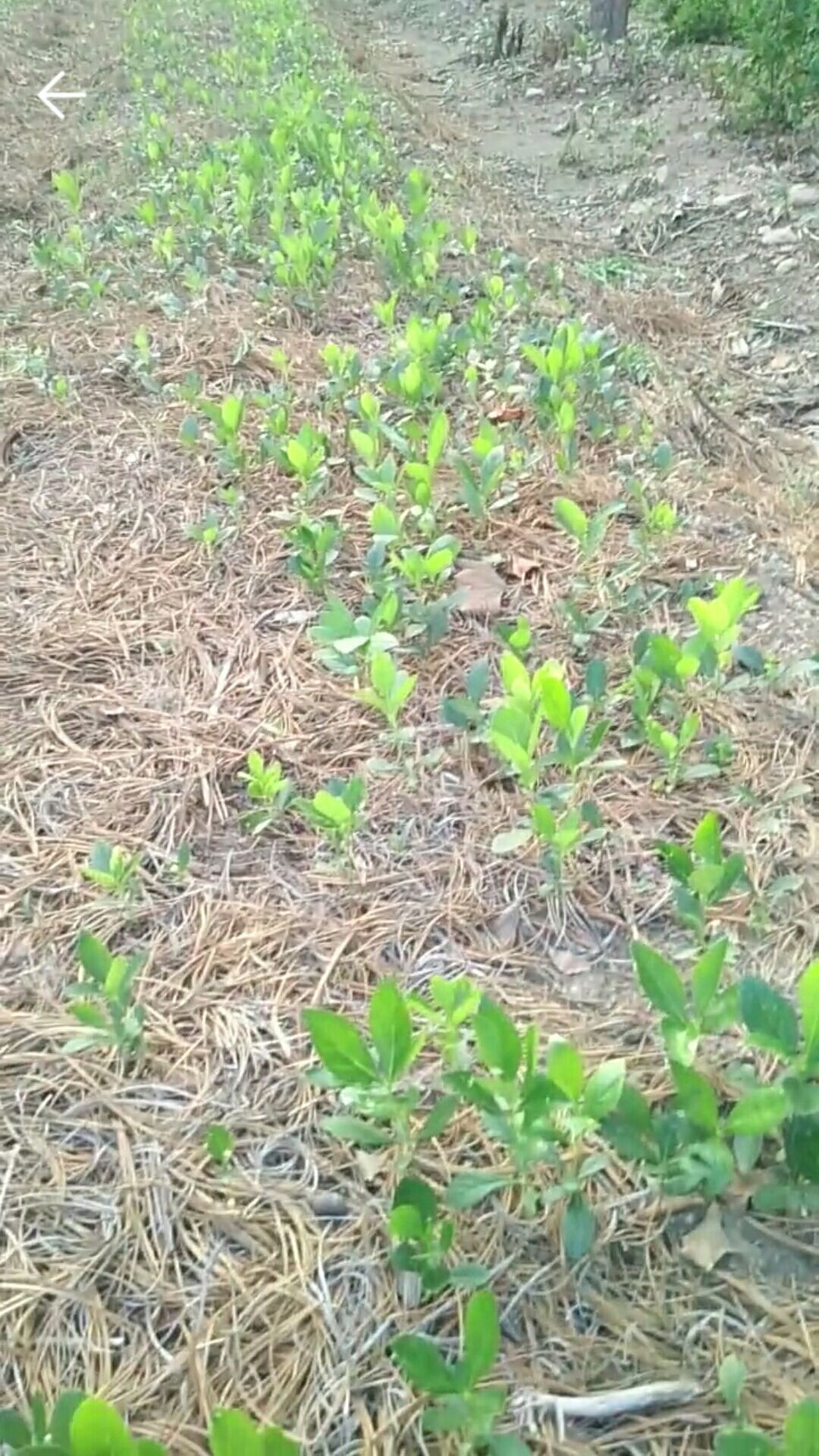 供应大厅  中药材  白鲜皮   商家 身份认证: 经营模式:种植户/种植