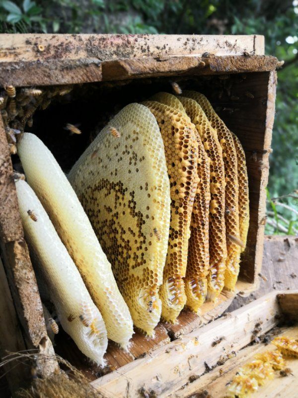 瑶族深山散养全生态中华蜂蜜,百分百纯天然土蜂蜜.