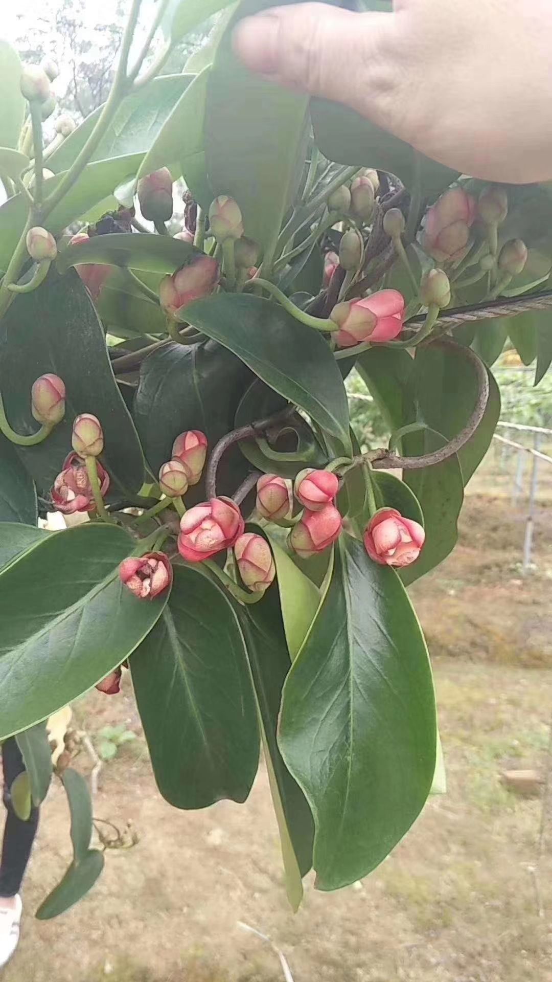 粉红黑老虎苗 布福娜 血藤果 药用价值高 带杯包邮