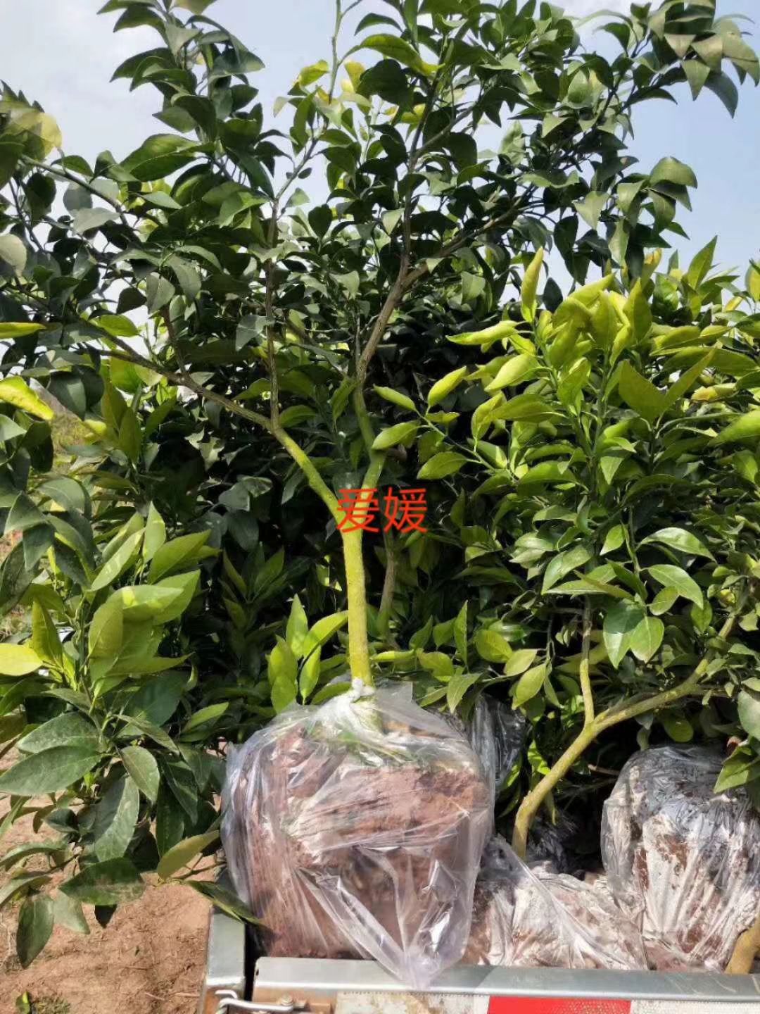 爱媛38号柑桔苗 爱媛苗
