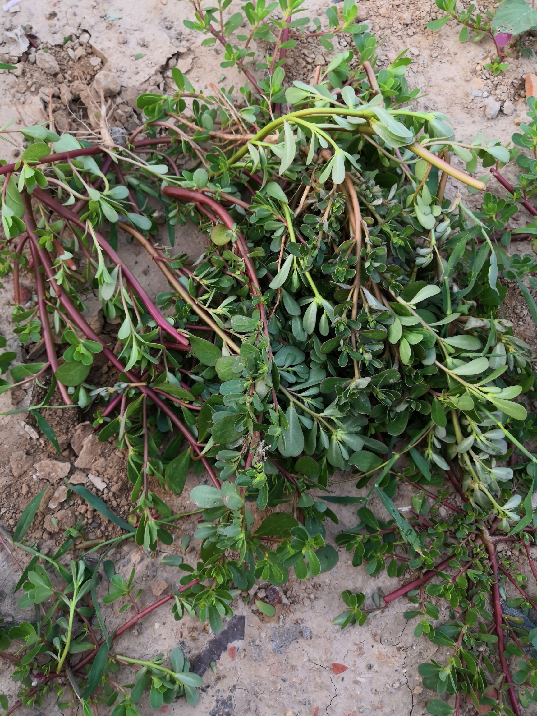 蜇麻子菜 马子菜,纯野生 纯天然