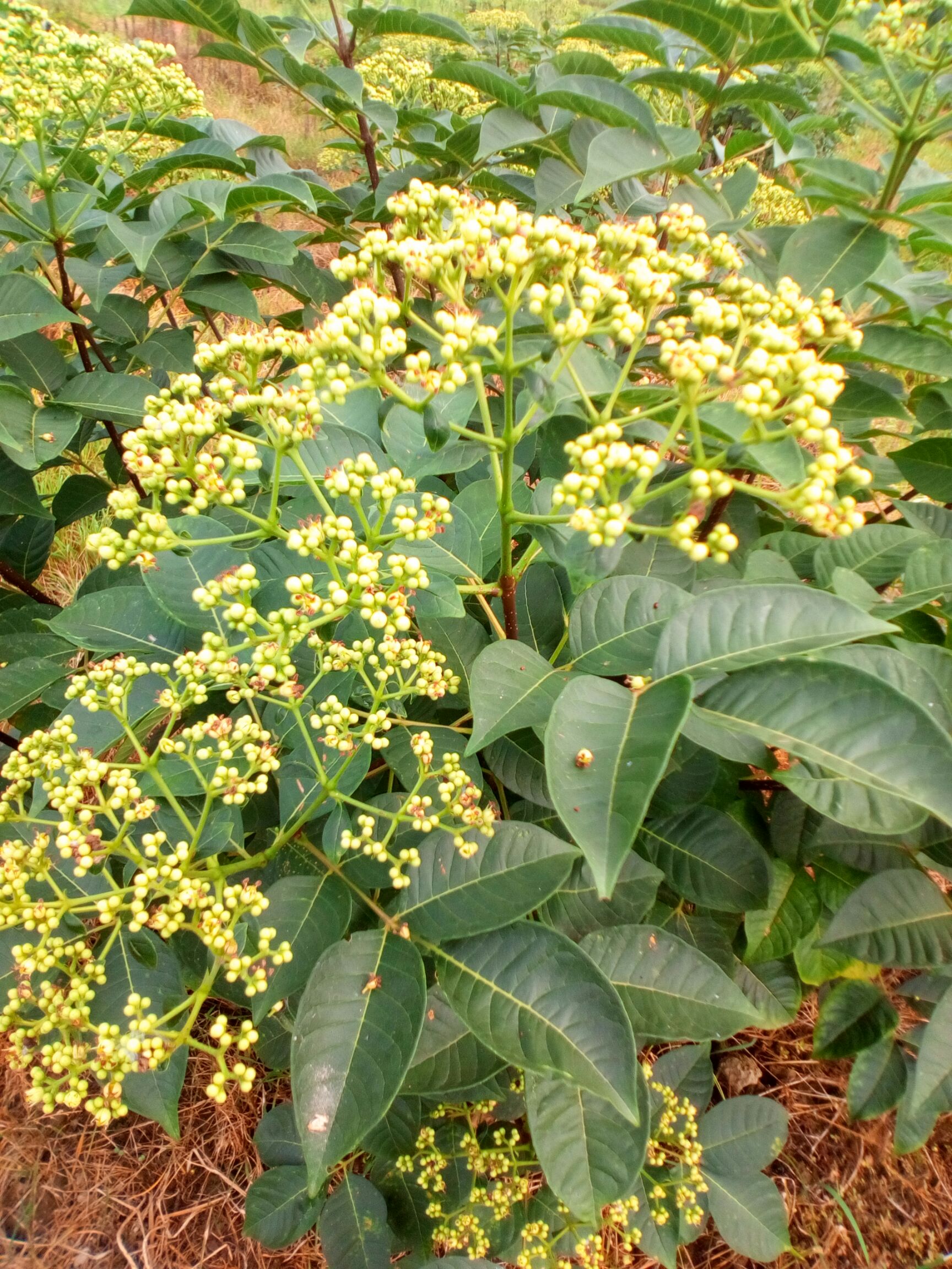 江西中花吴茱萸