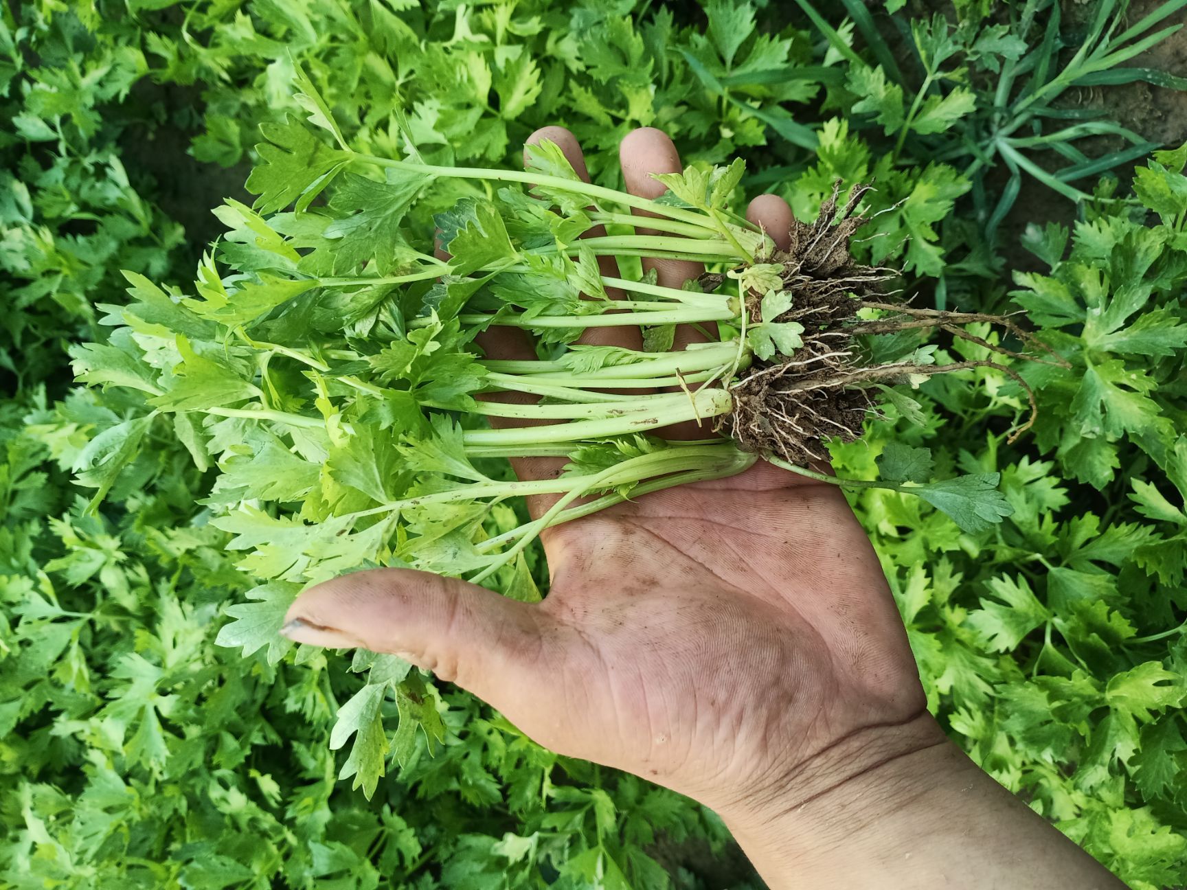 头茬芹菜苗