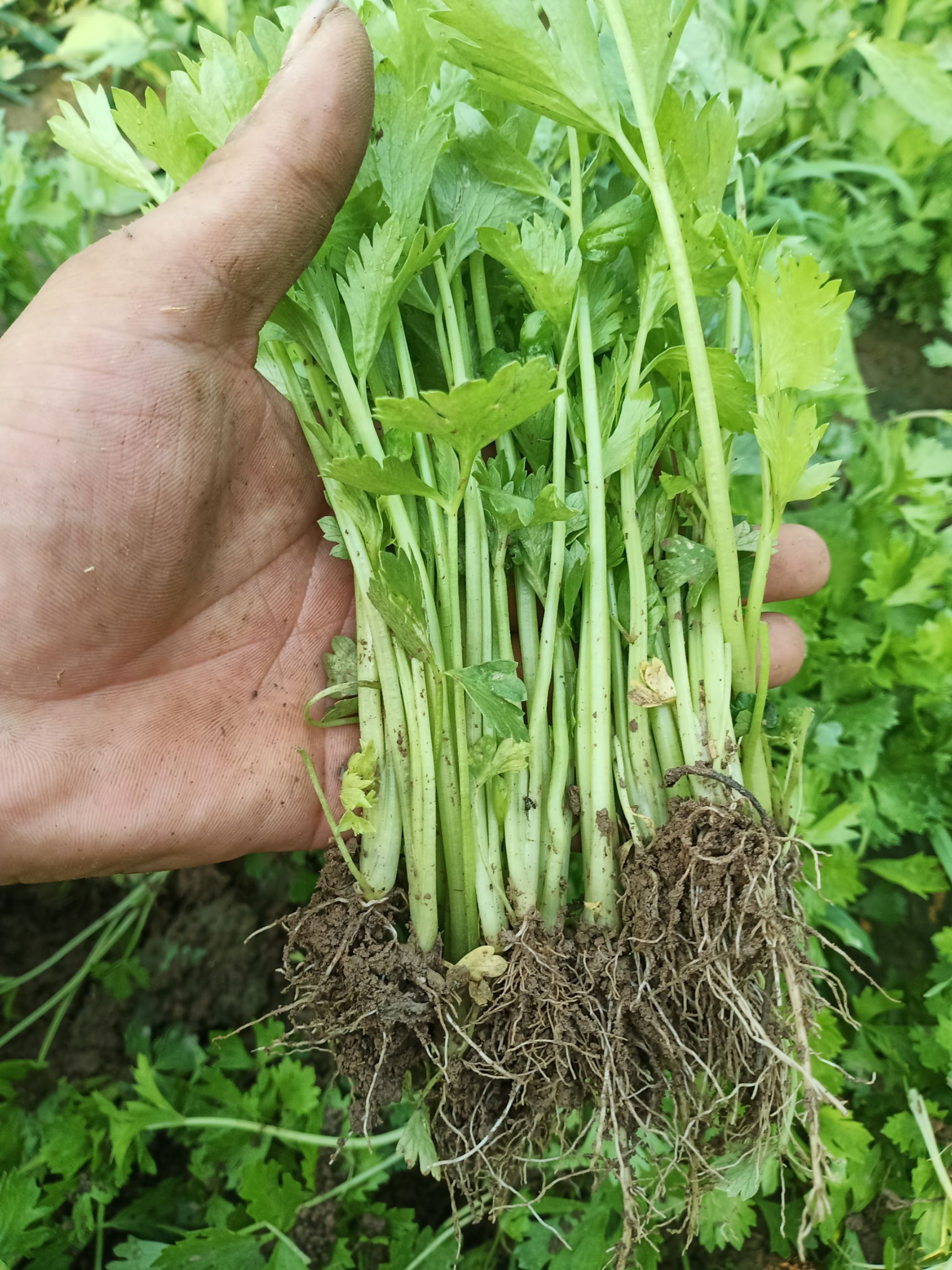 头茬芹菜苗