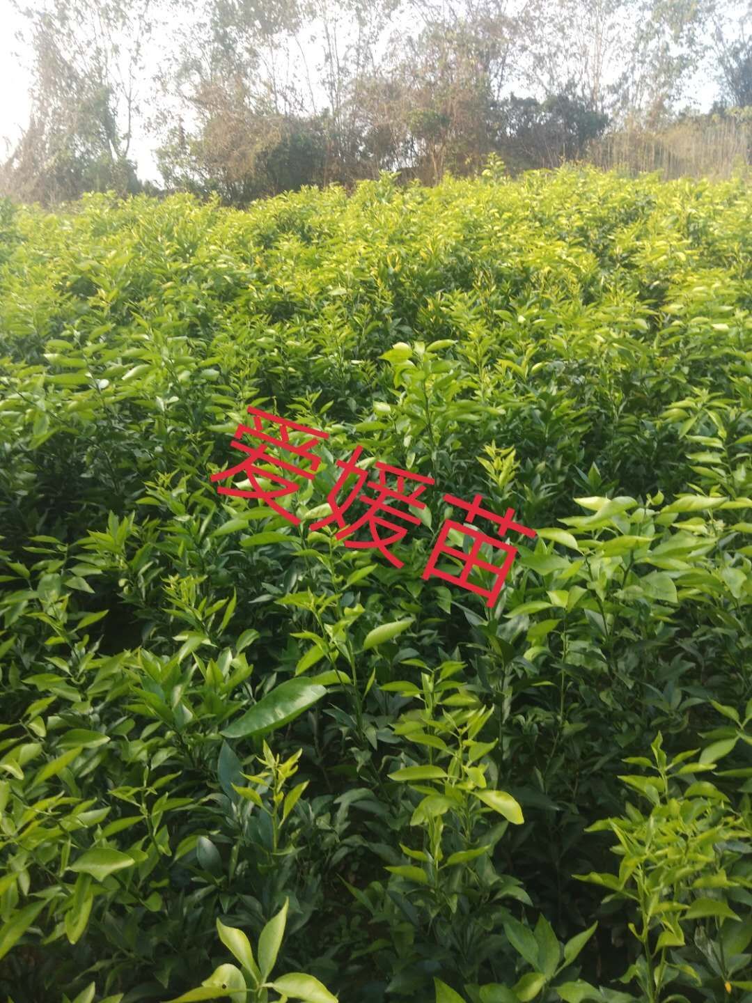 爱媛柑桔苗 爱媛苗