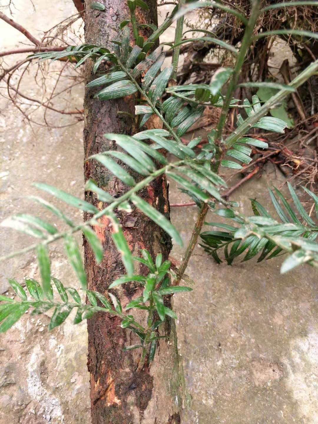 供应红豆杉野生红豆杉美国红豆杉南方红豆杉北方红豆杉大树